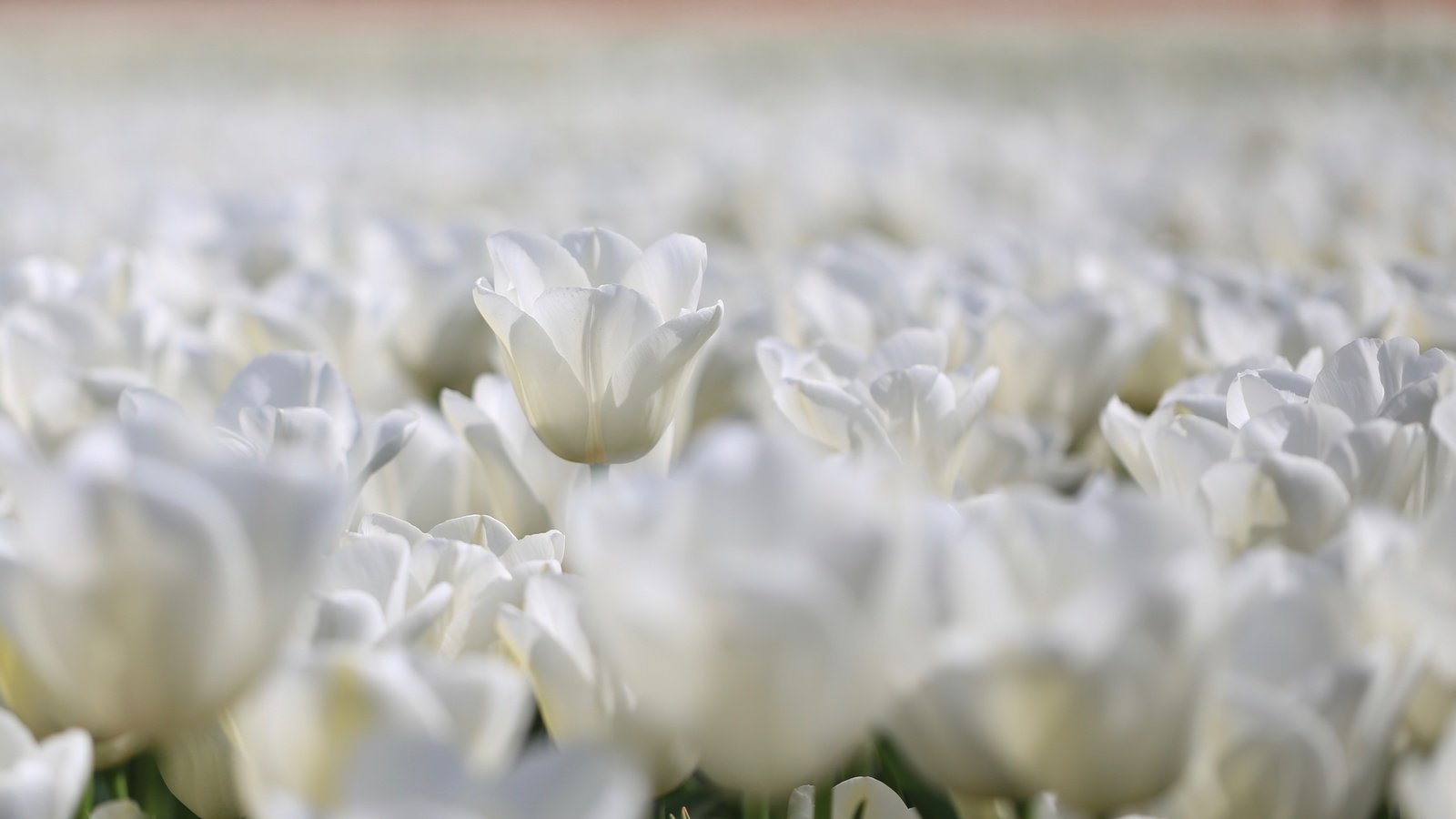 Обои цветы, фон, тюльпаны, flowers, background, tulips разрешение 4409x2939 Загрузить