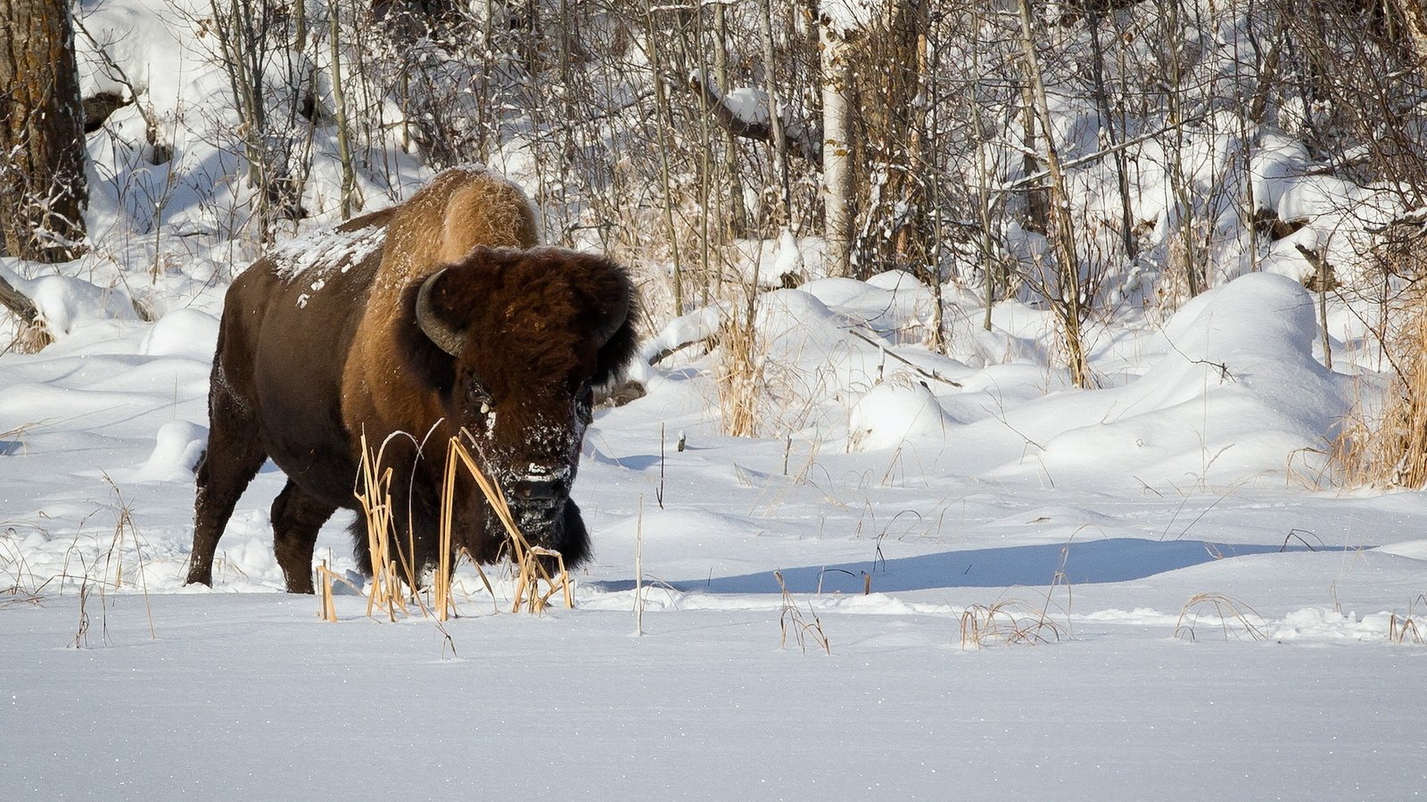 Обои снег, природа, зима, бизон, plains bison, степной бизон, буффало, snow, nature, winter, buffalo разрешение 1920x1200 Загрузить