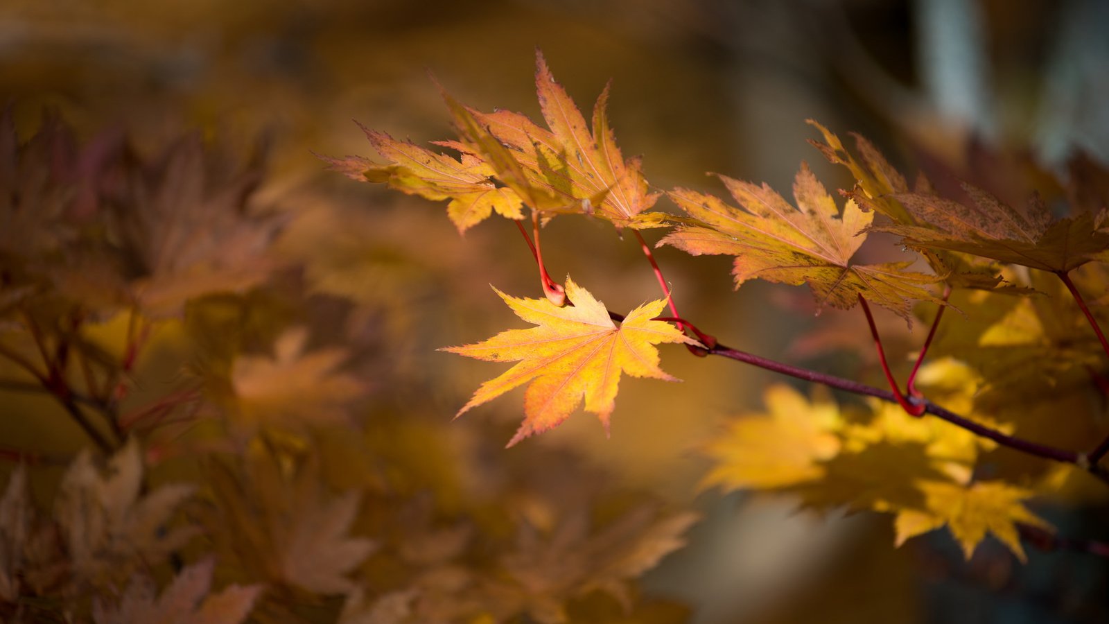 Обои природа, листья, осень, nature, leaves, autumn разрешение 2048x1367 Загрузить