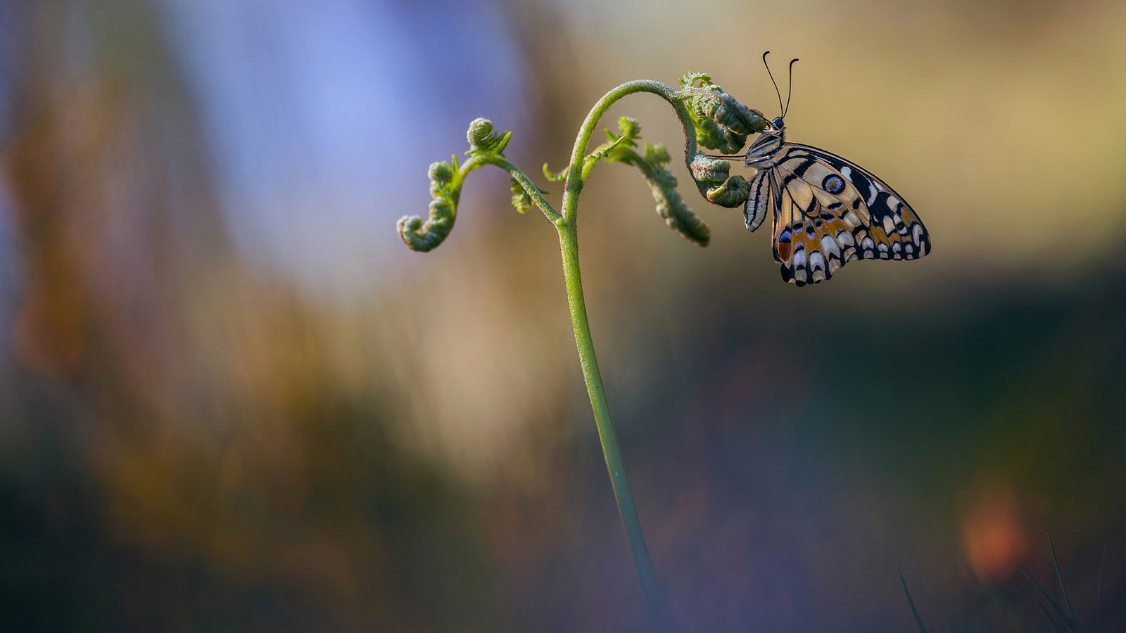 Обои макро, насекомое, бабочка, крылья, размытость, растение, стебель, macro, insect, butterfly, wings, blur, plant, stem разрешение 2048x1152 Загрузить