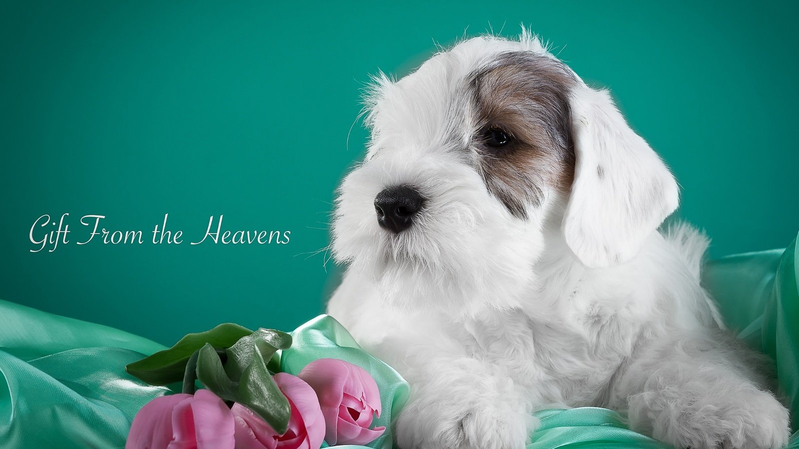 Обои цветы, щенок, ткань, тюльпаны, силихем-терьер, flowers, puppy, fabric, tulips, the sealyham terrier разрешение 3000x1839 Загрузить