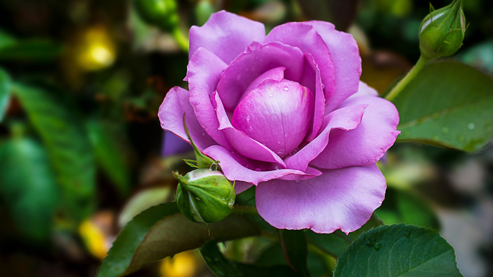 Обои цветение, роза, роз, цветком, фиалка, flowering, rose, roses, flower, violet разрешение 2048x1365 Загрузить