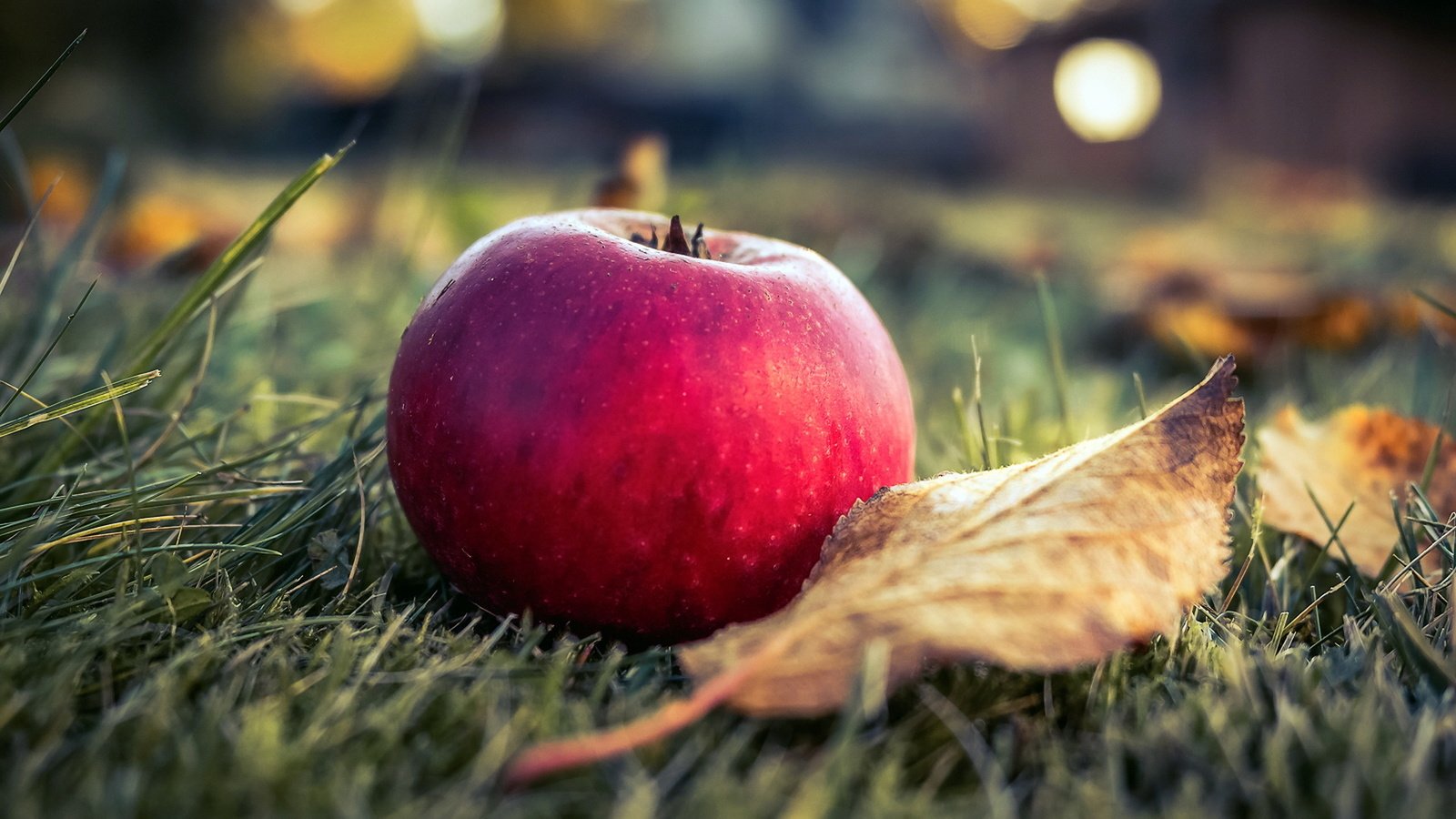 Обои фон, фрукты, лист, яблоко, background, fruit, sheet, apple разрешение 1920x1280 Загрузить