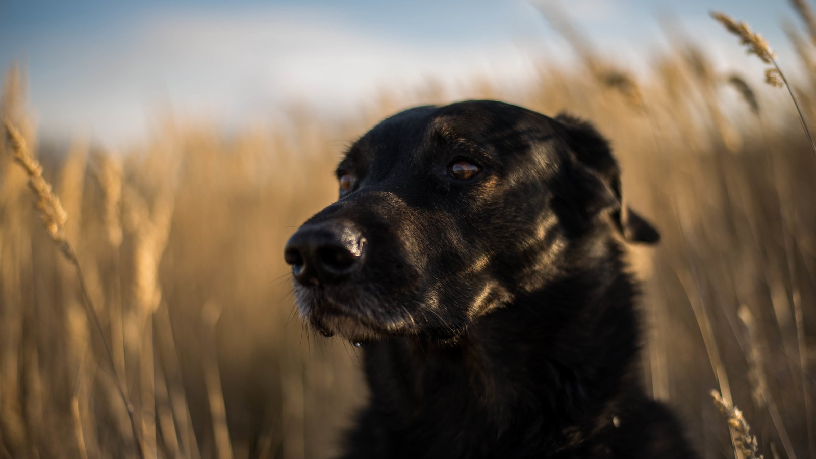 Обои мордочка, взгляд, собака, друг, лабрадор ретривер, muzzle, look, dog, each, labrador retriever разрешение 6016x4016 Загрузить