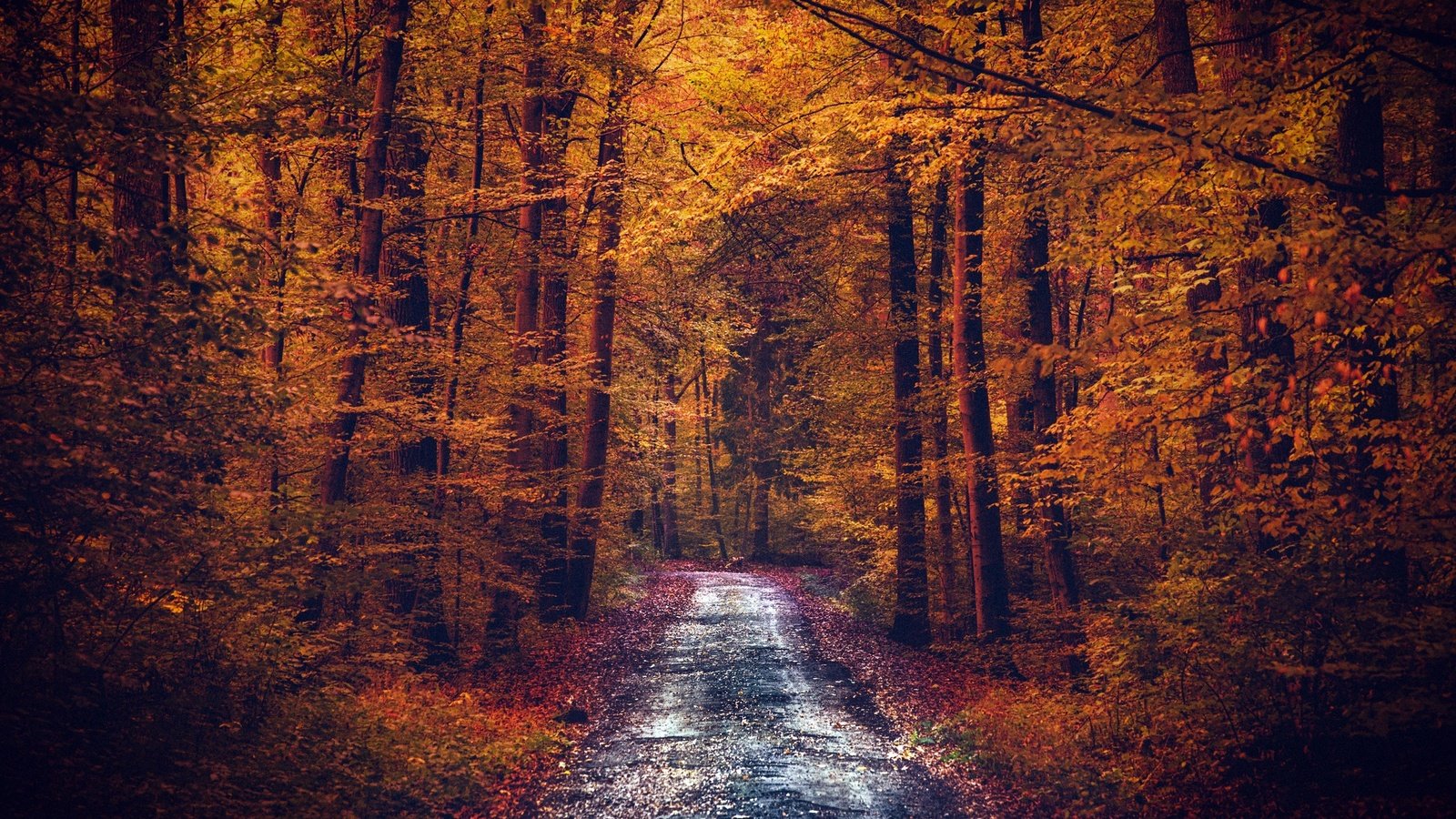 Обои дорога, деревья, лес, листья, осень, road, trees, forest, leaves, autumn разрешение 2048x1217 Загрузить