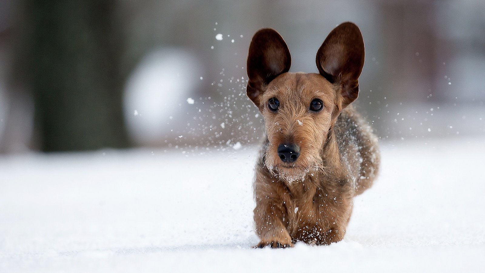 Обои снег, зима, мордочка, взгляд, собака, прогулка, уши, snow, winter, muzzle, look, dog, walk, ears разрешение 2048x1366 Загрузить