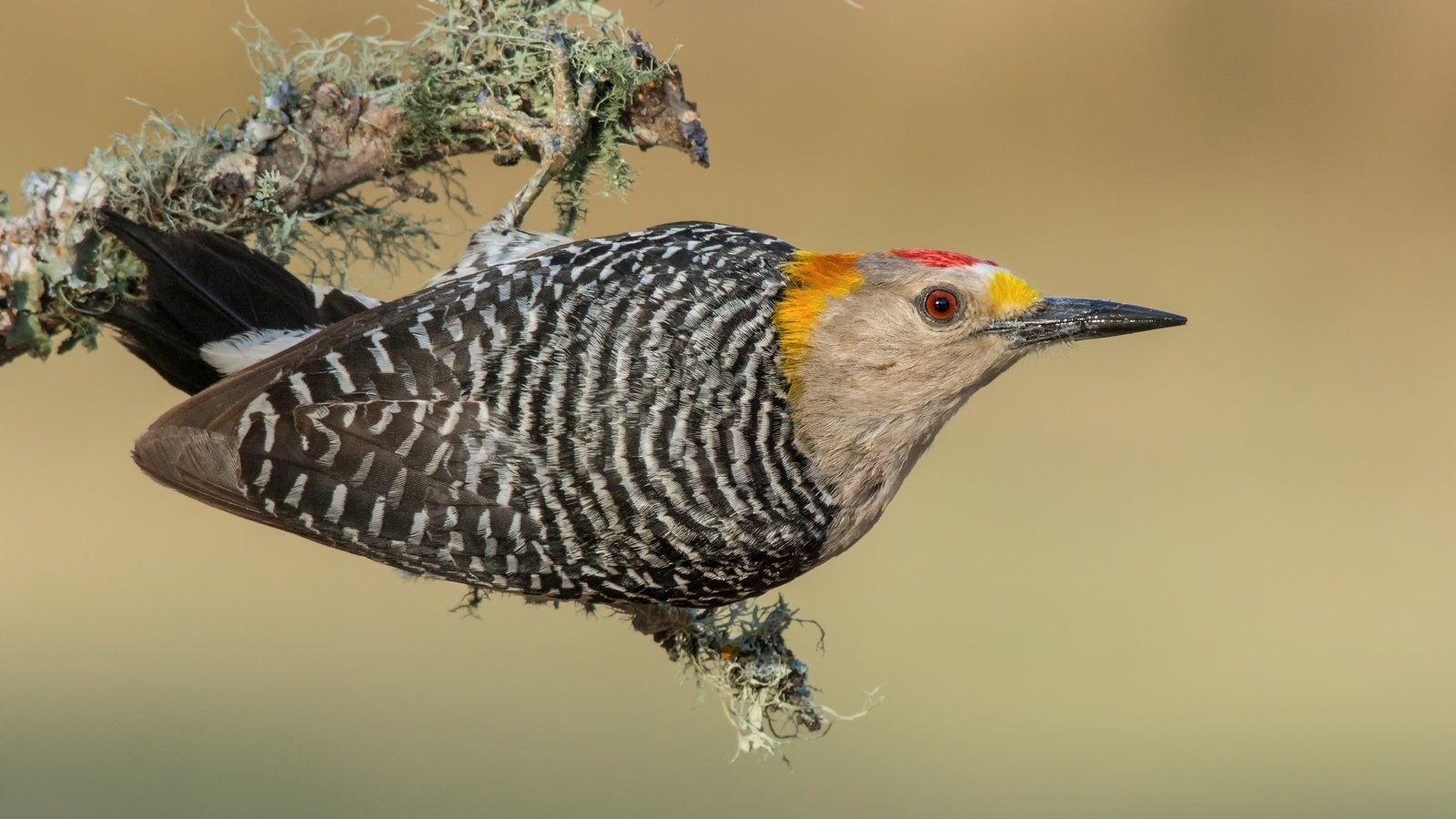 Обои птицы, дятел, золотолобый меланерпес, birds, woodpecker, zolotoy melanerpes разрешение 3840x2388 Загрузить