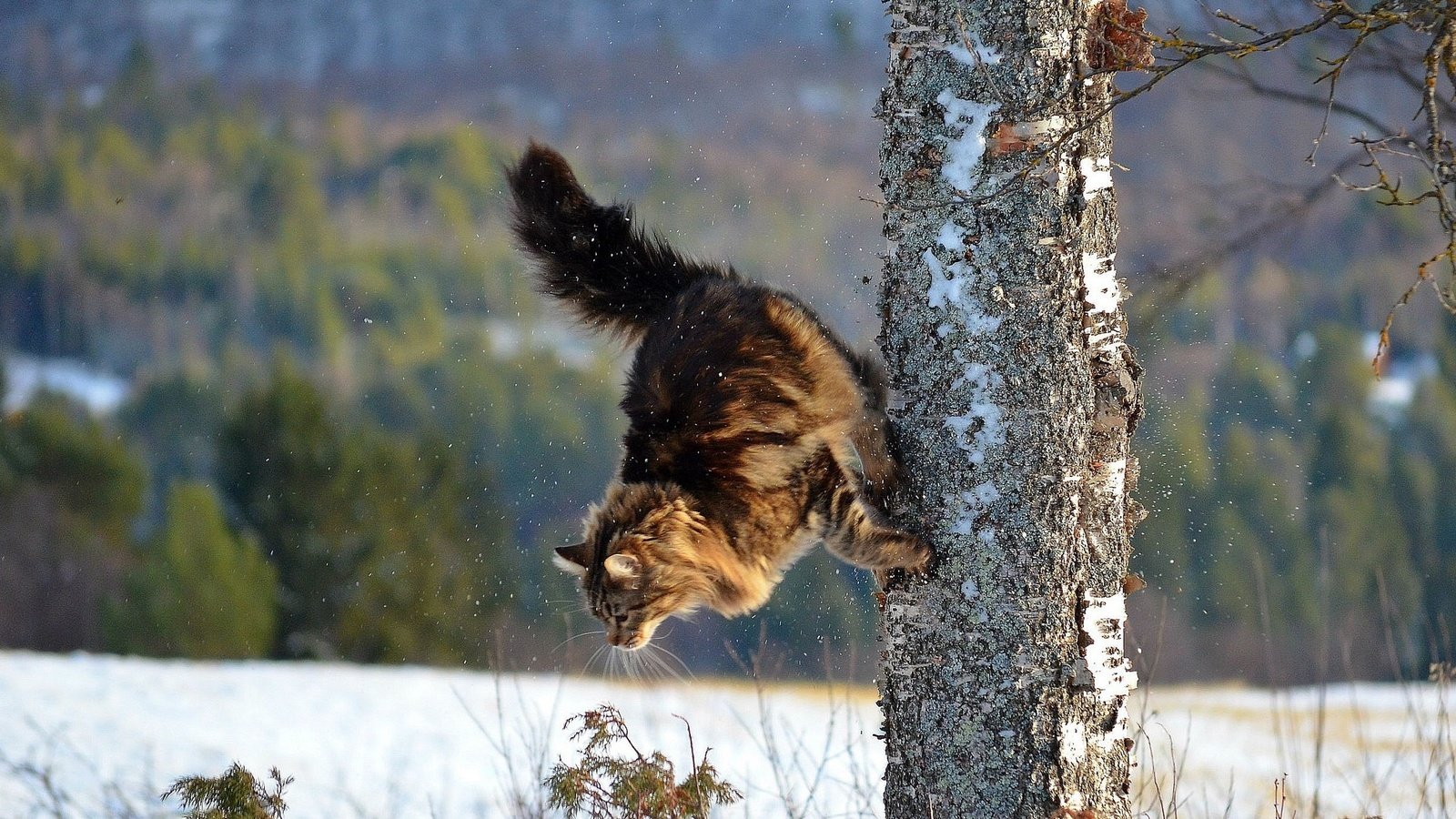 Обои дерево, зима, кот, кошка, паркур, tree, winter, cat, parkour разрешение 2007x1320 Загрузить