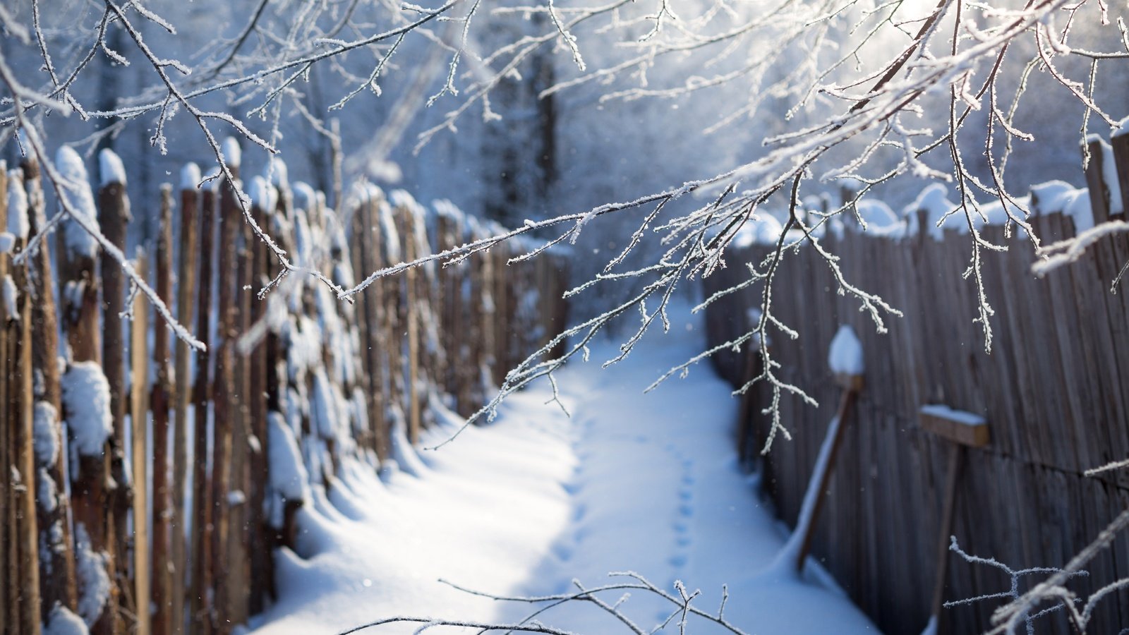 Обои ветка, снег, зима, синий, забор, следы, сугробы, branch, snow, winter, blue, the fence, traces, the snow разрешение 5472x3648 Загрузить