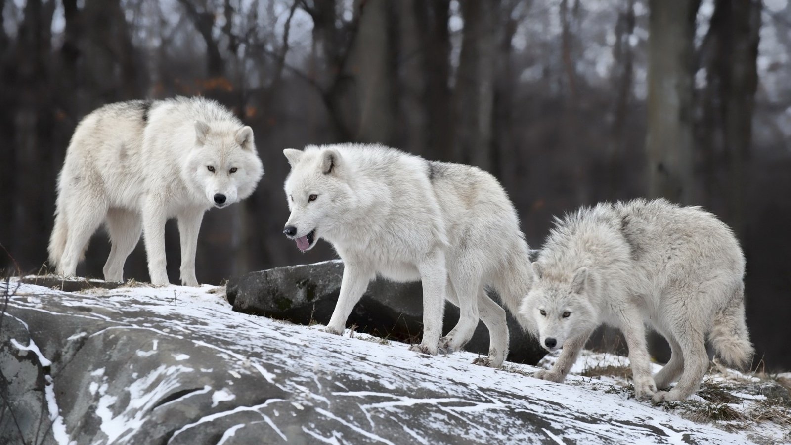 Обои снег, природа, волки, волк, snow, nature, wolves, wolf разрешение 1920x1200 Загрузить