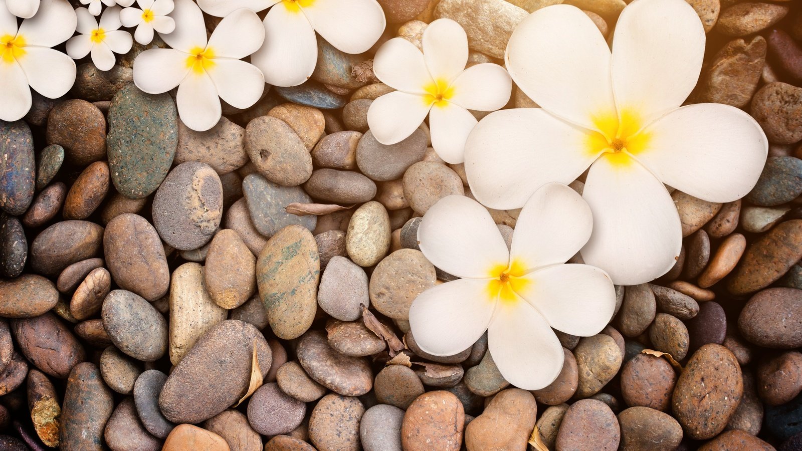 Обои цветы, природа, камни, макро, белая, дерева,  цветы, плюмерия, flowers, nature, stones, macro, white, wood, plumeria разрешение 3504x2400 Загрузить