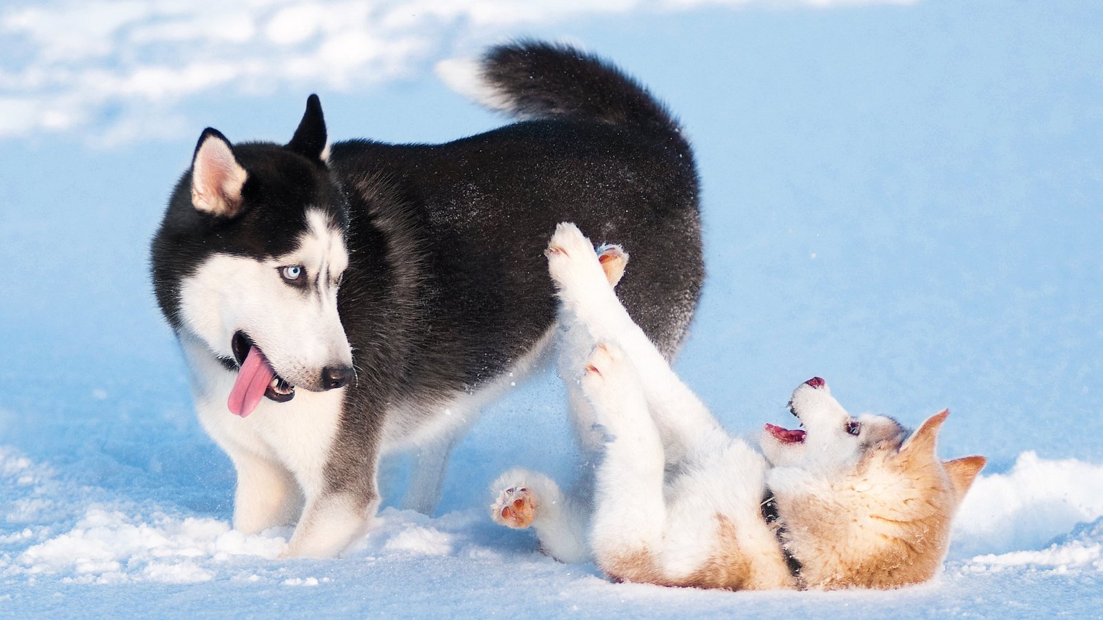 Обои снег, зима, игра, хаски, щенки, собаки, сибирский хаски, snow, winter, the game, husky, puppies, dogs, siberian husky разрешение 2048x1360 Загрузить