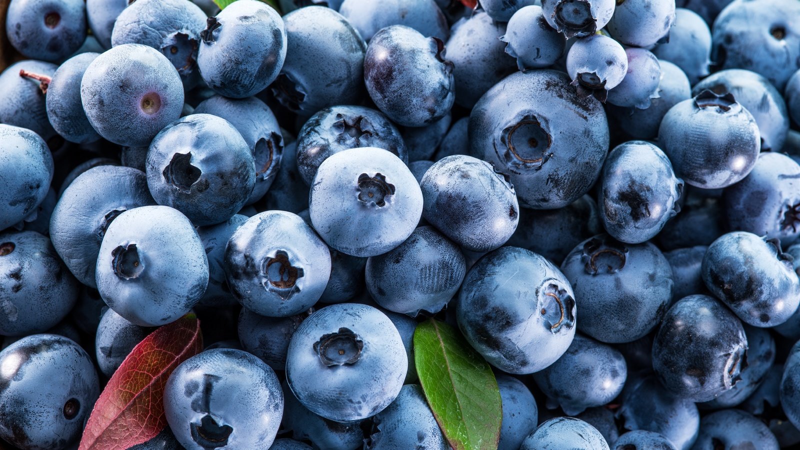 Обои ягоды, лесные ягоды, черника, голубика, парное, черничный, berries, blueberries, fresh, blueberry разрешение 7777x6133 Загрузить