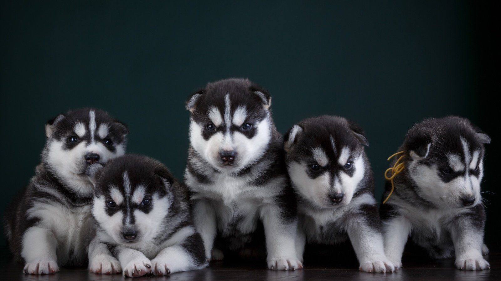 Обои хаски, щенки, собаки, квинтет, husky, puppies, dogs, quintet разрешение 3000x1778 Загрузить