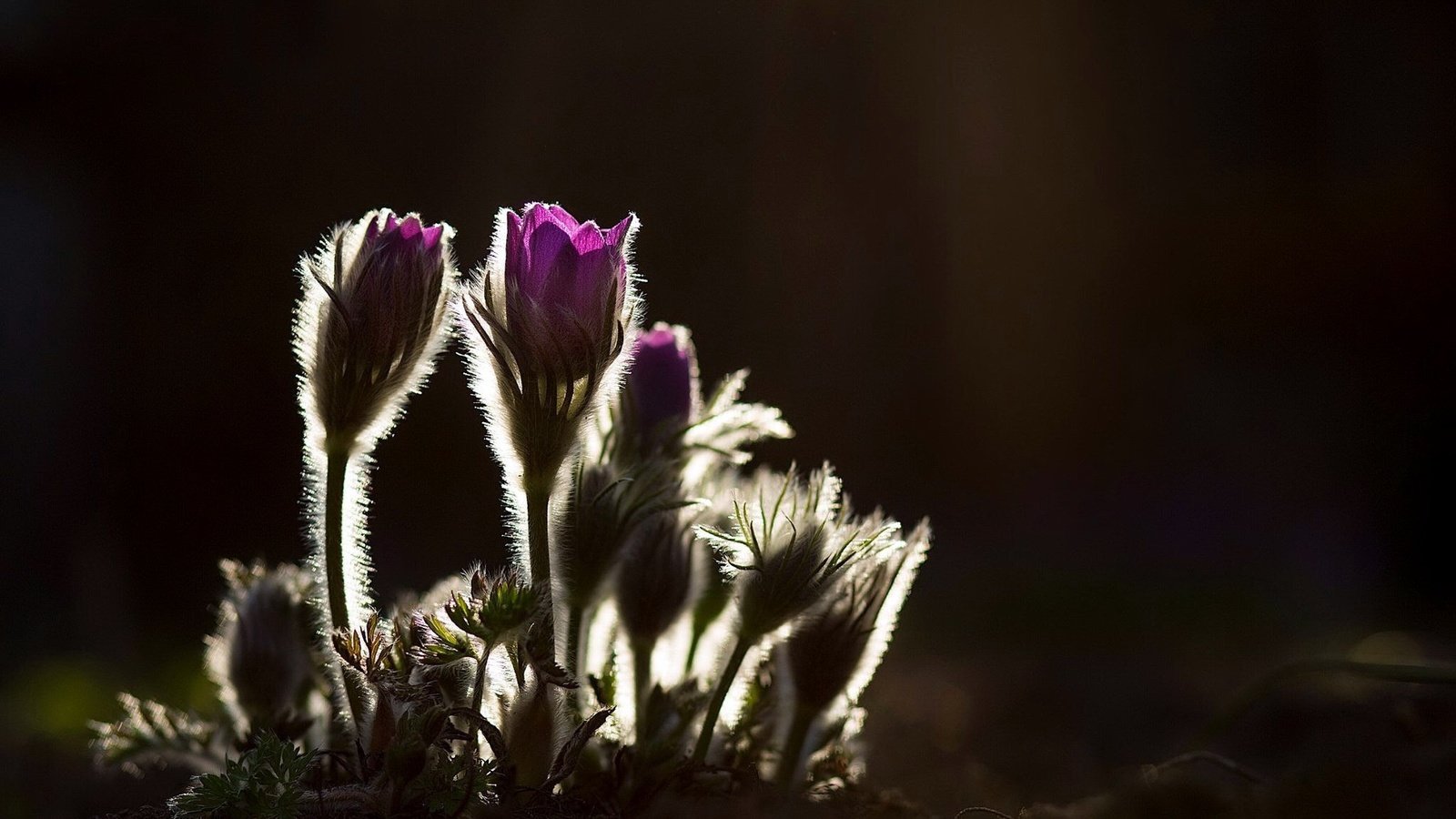 Обои цветы, природа, фон, весна, сон-трава, прострел, flowers, nature, background, spring, sleep-grass, cross разрешение 2048x1218 Загрузить