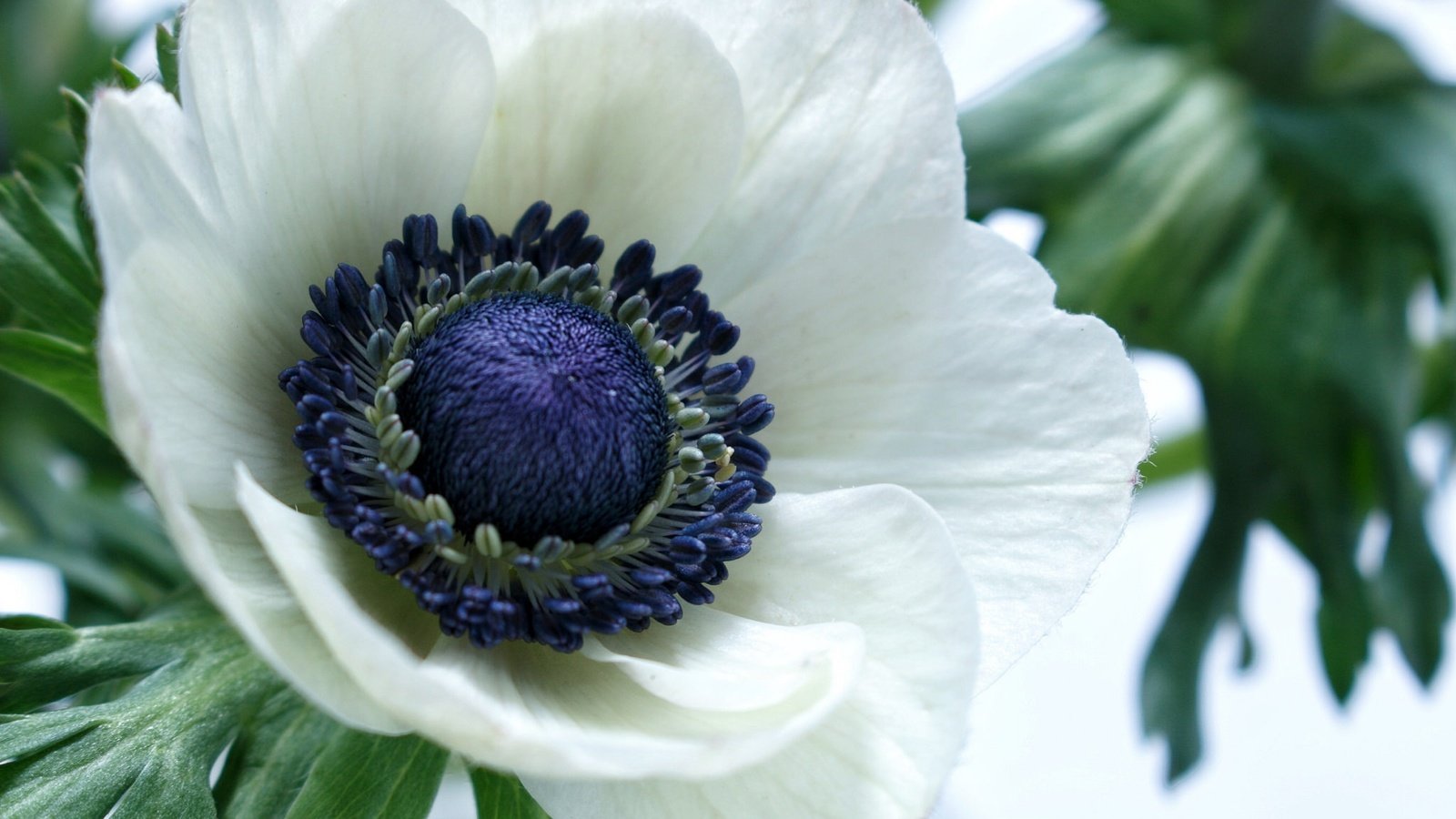 Обои макро, цветок, лепестки, белый, анемон, macro, flower, petals, white, anemone разрешение 2048x1365 Загрузить