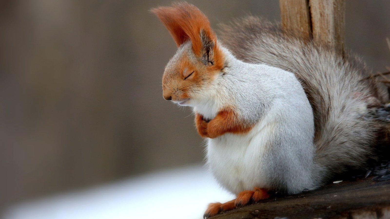 Обои спит, животное, белка, хвост, белочка, пушистая, грызун, sleeping, animal, protein, tail, squirrel, fluffy, rodent разрешение 2048x1365 Загрузить