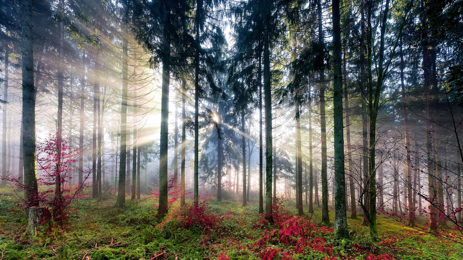 Обои свет, деревья, солнце, лес, light, trees, the sun, forest разрешение 2048x1280 Загрузить