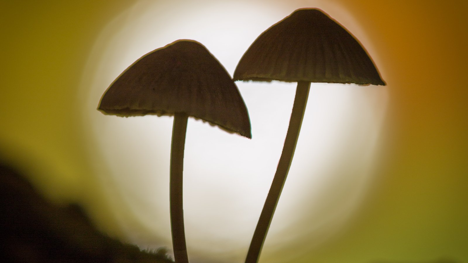 Обои природа, фон, грибы, гриб, силуэт, боке, sophiaspurgin, nature, background, mushrooms, mushroom, silhouette, bokeh разрешение 3134x3134 Загрузить