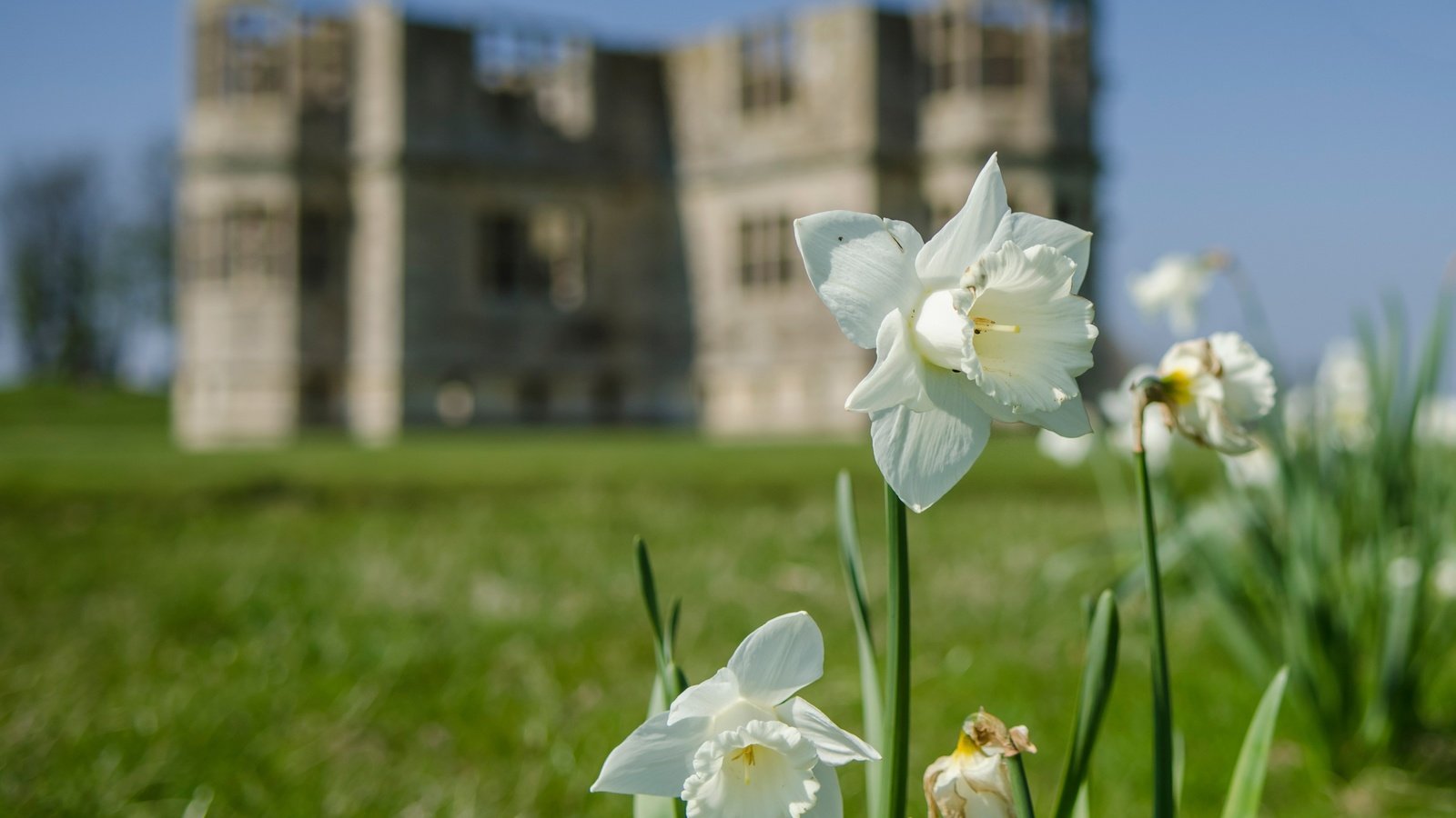 Обои цветы, здание, белые, нарциссы, flowers, the building, white, daffodils разрешение 3674x2780 Загрузить