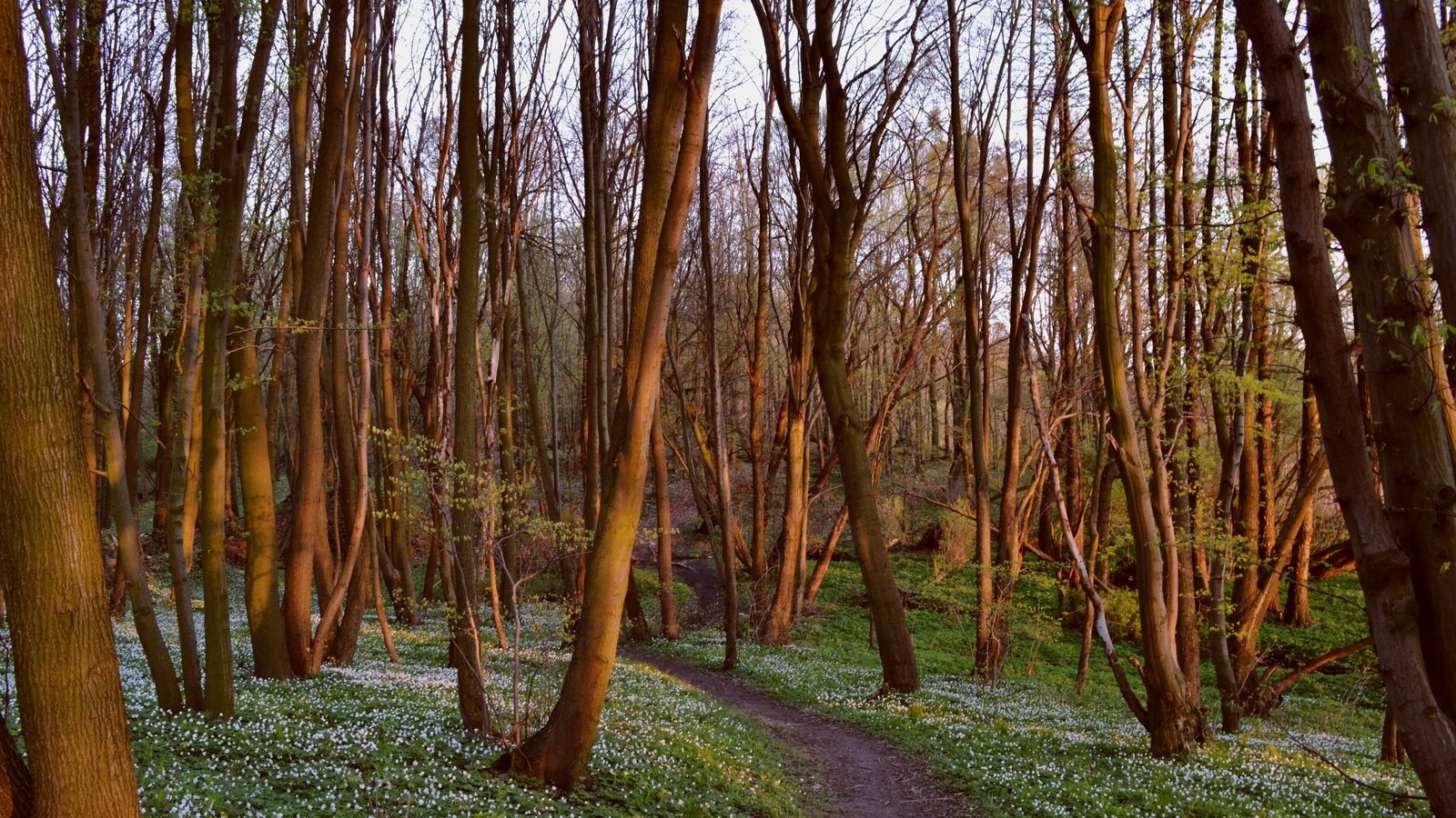 Обои цветы, трава, деревья, природа, лес, тропинка, flowers, grass, trees, nature, forest, path разрешение 2449x1632 Загрузить