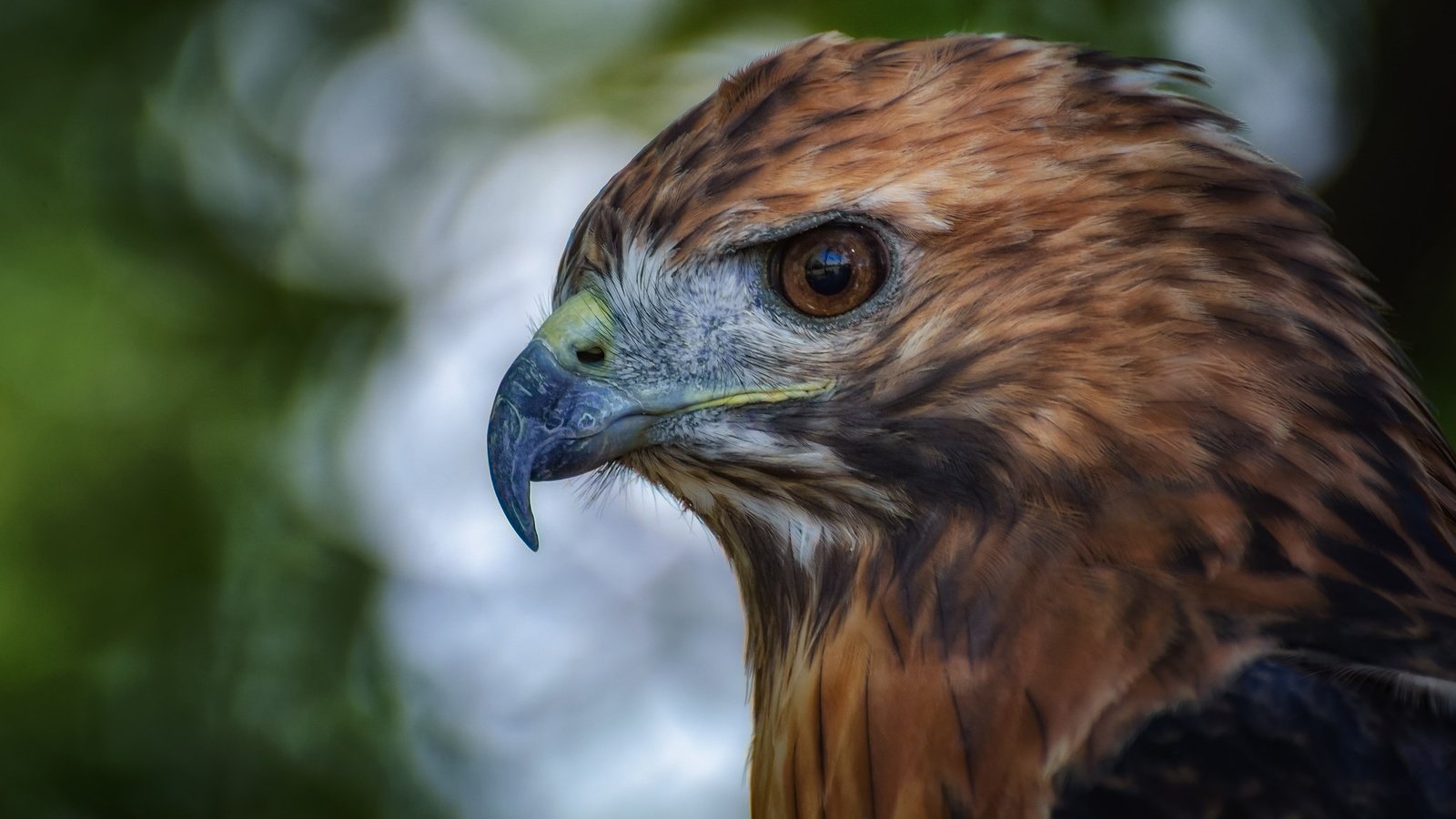 Обои глаза, орел, птица, клюв, перья, eyes, eagle, bird, beak, feathers разрешение 2048x1152 Загрузить