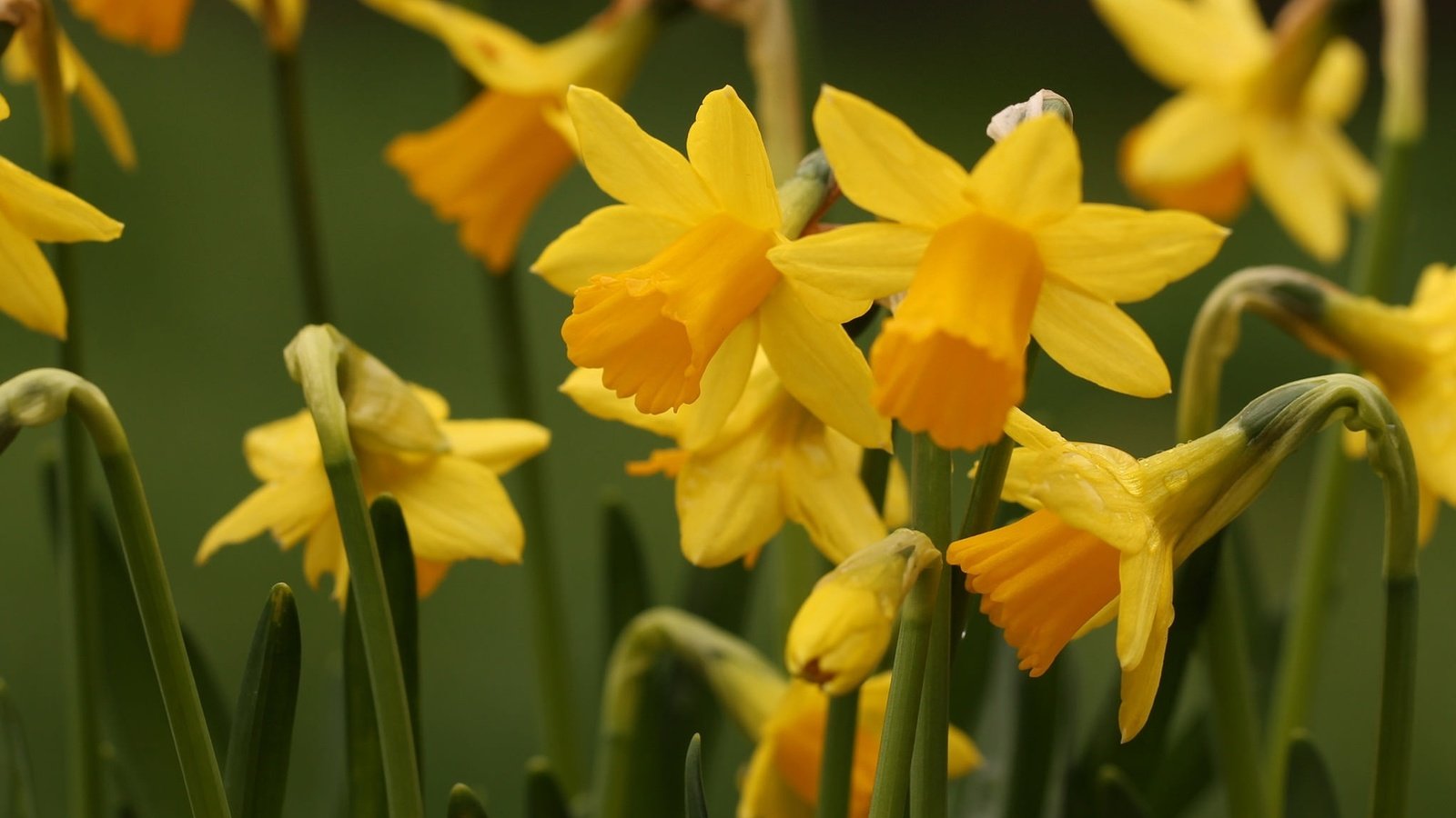 Обои цветы, природа, нарциссы, желтые, flowers, nature, daffodils, yellow разрешение 2045x1360 Загрузить