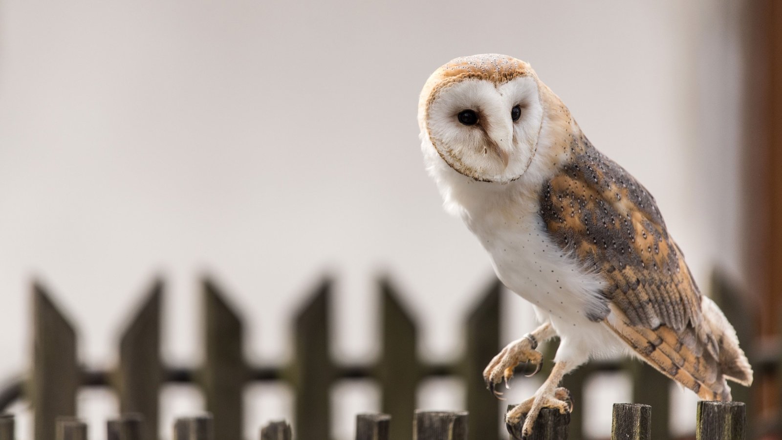 Обои сова, забор, птица, клюв, перья, сипуха, owl, the fence, bird, beak, feathers, the barn owl разрешение 3840x2564 Загрузить