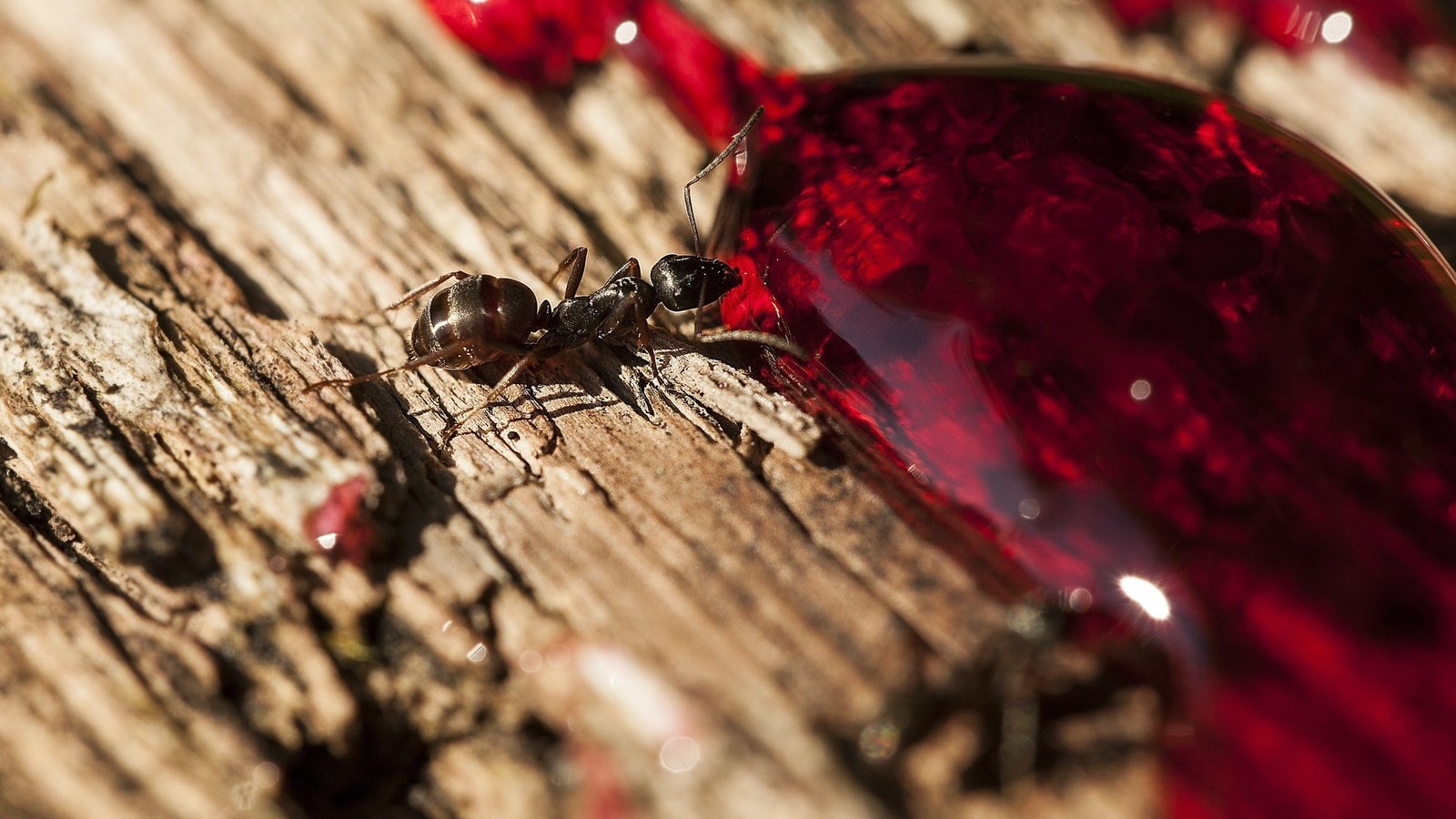 Обои дерево, макро, насекомое, капля, муравей, пьет, tree, macro, insect, drop, ant, drinking разрешение 2560x1600 Загрузить