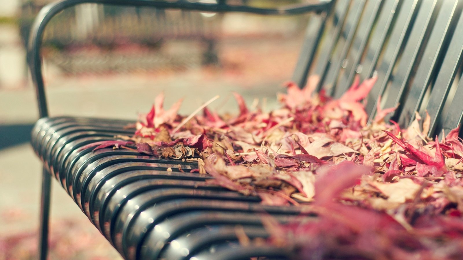 Обои листья, макро, осень, скамейка, листопад, leaves, macro, autumn, bench, falling leaves разрешение 1920x1200 Загрузить