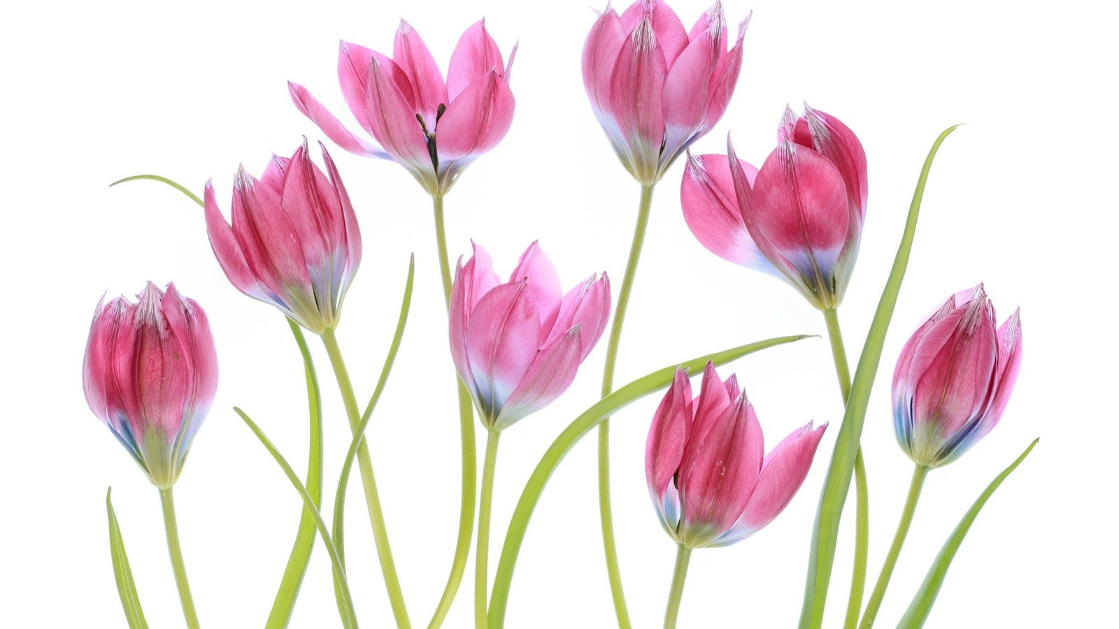 Обои цветение, макро, весна, тюльпаны, розовые, белый фон, flowering, macro, spring, tulips, pink, white background разрешение 2048x1365 Загрузить