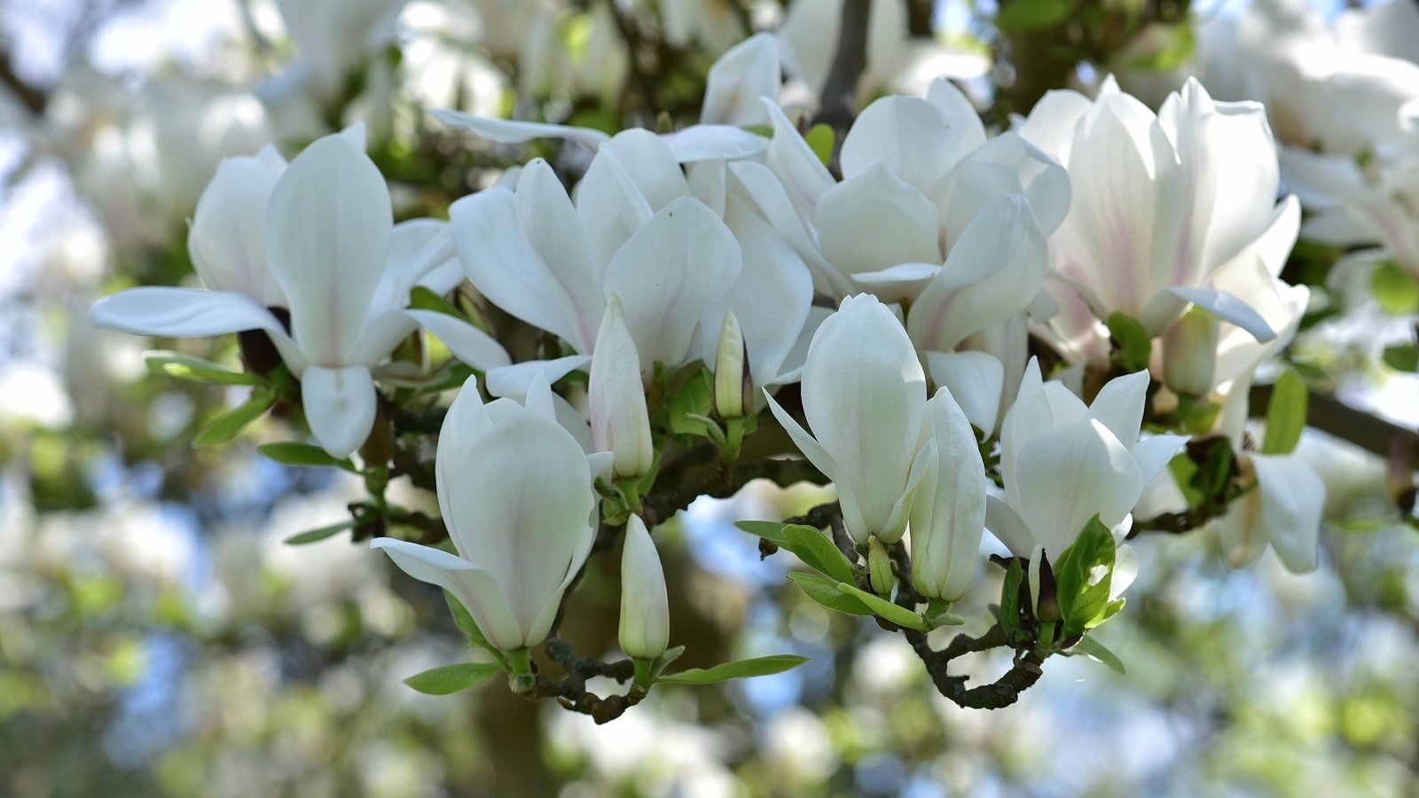 Обои цветение, весна, белая, магнолия, flowering, spring, white, magnolia разрешение 2048x1367 Загрузить