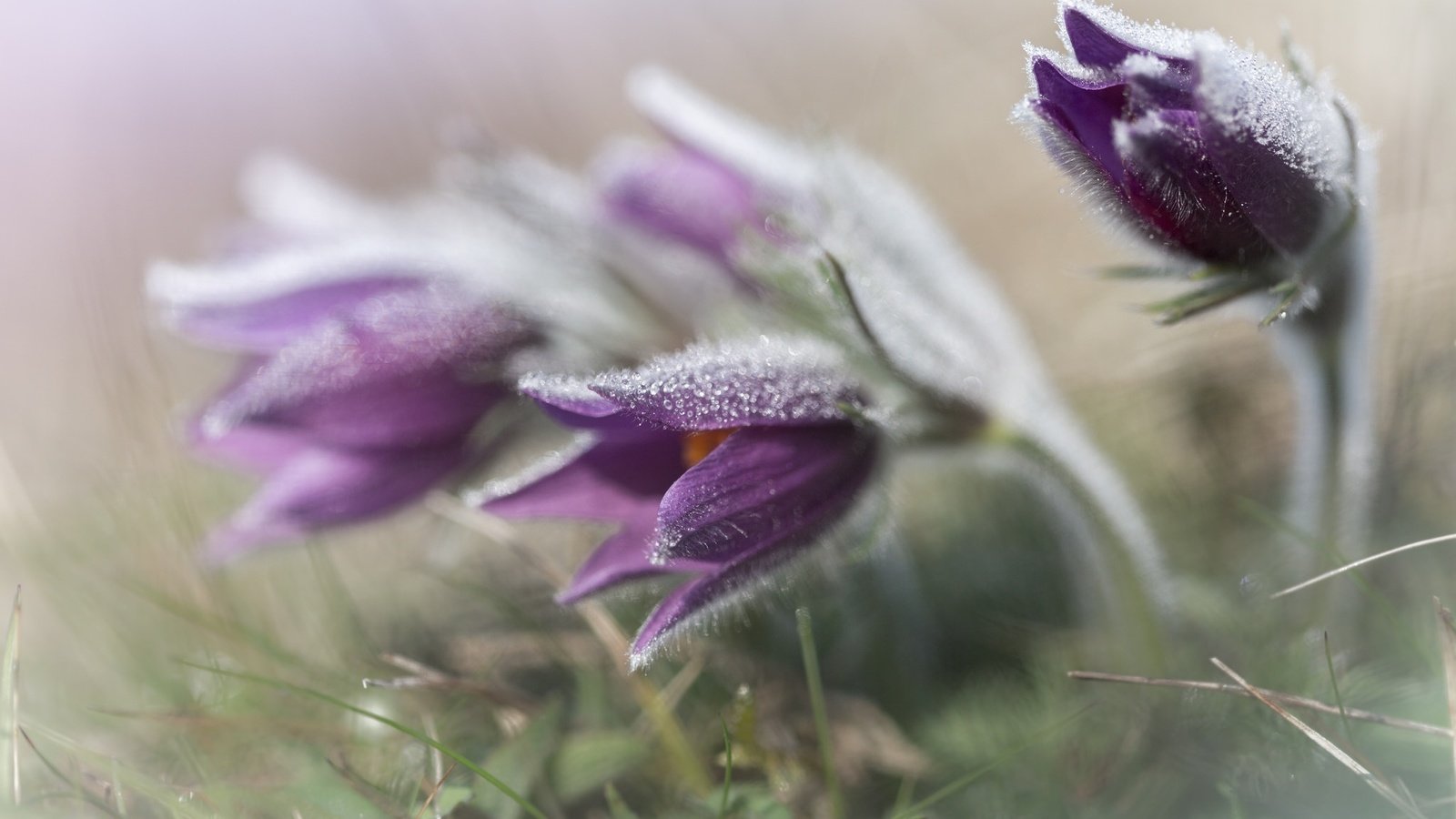 Обои цветы, трава, весна, анемон, сон-трава, прострел, flowers, grass, spring, anemone, sleep-grass, cross разрешение 2048x1365 Загрузить