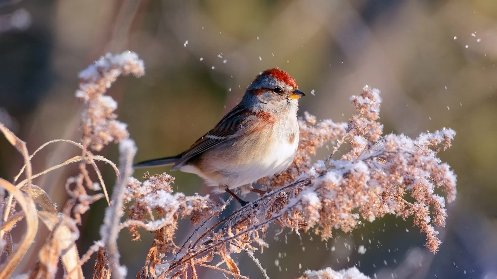 Обои ветка, снег, зима, птица, воробей, боке, kylie maceachern, branch, snow, winter, bird, sparrow, bokeh разрешение 1920x1200 Загрузить