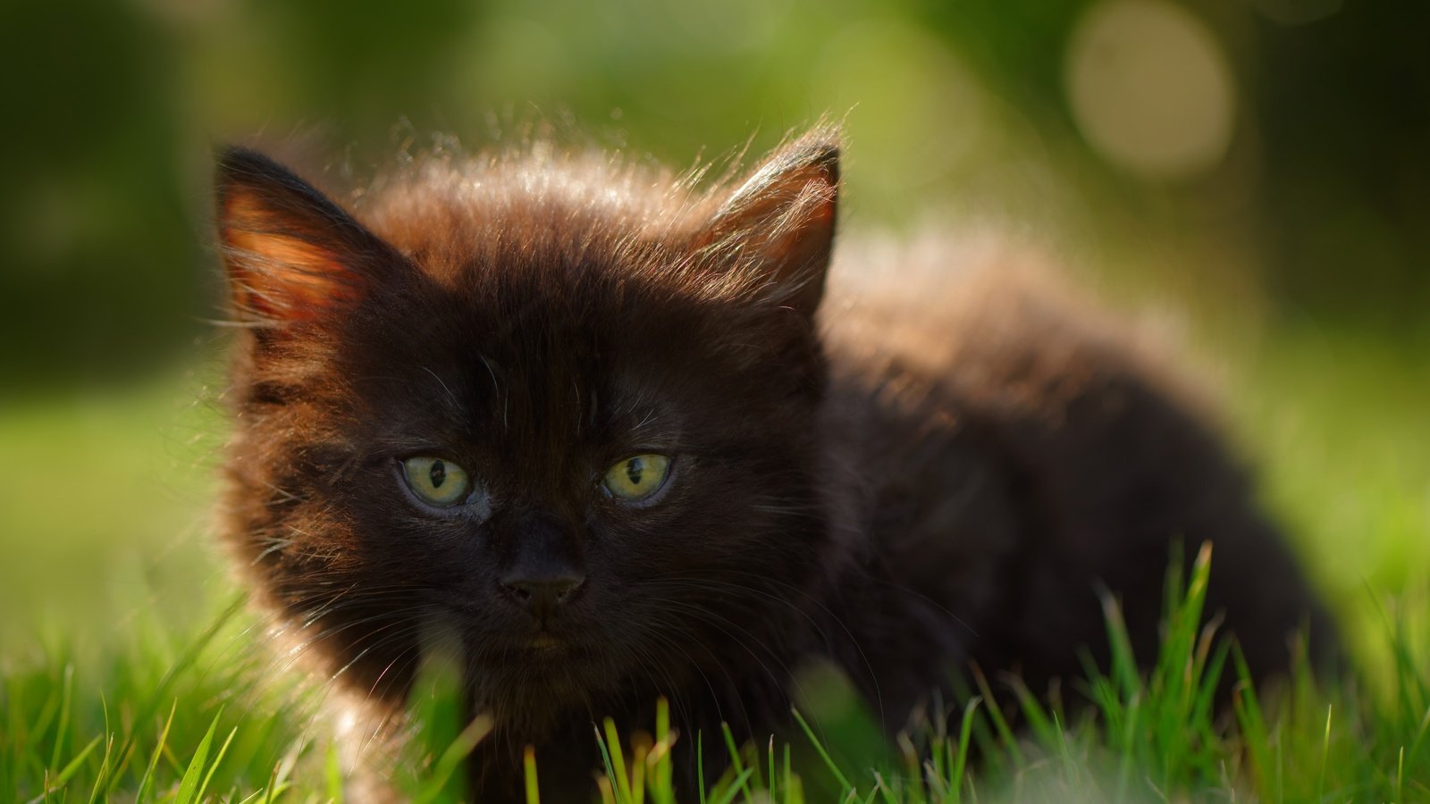 Обои глаза, трава, кошка, взгляд, котенок, eyes, grass, cat, look, kitty разрешение 2880x1800 Загрузить