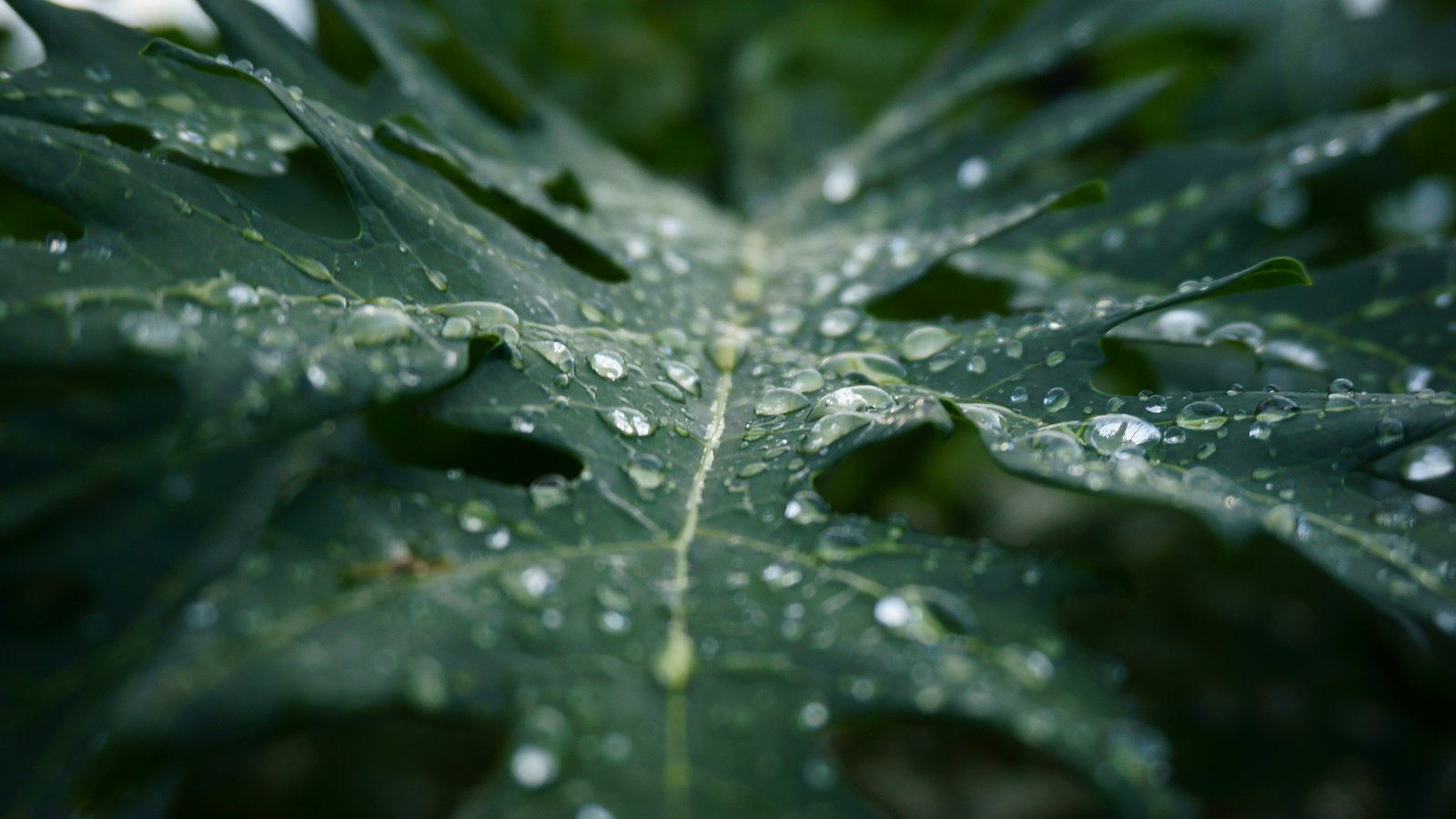 Обои макро, капли, лист, дождь, растение, macro, drops, sheet, rain, plant разрешение 3840x2400 Загрузить