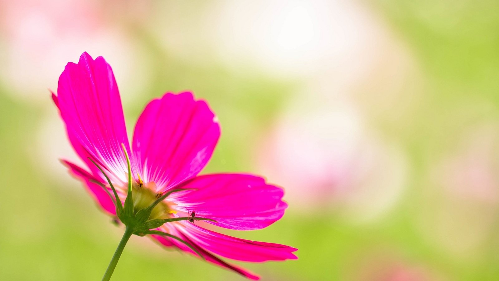 Обои цветок, лепестки, размытость, розовый, космея, flower, petals, blur, pink, kosmeya разрешение 2048x1365 Загрузить