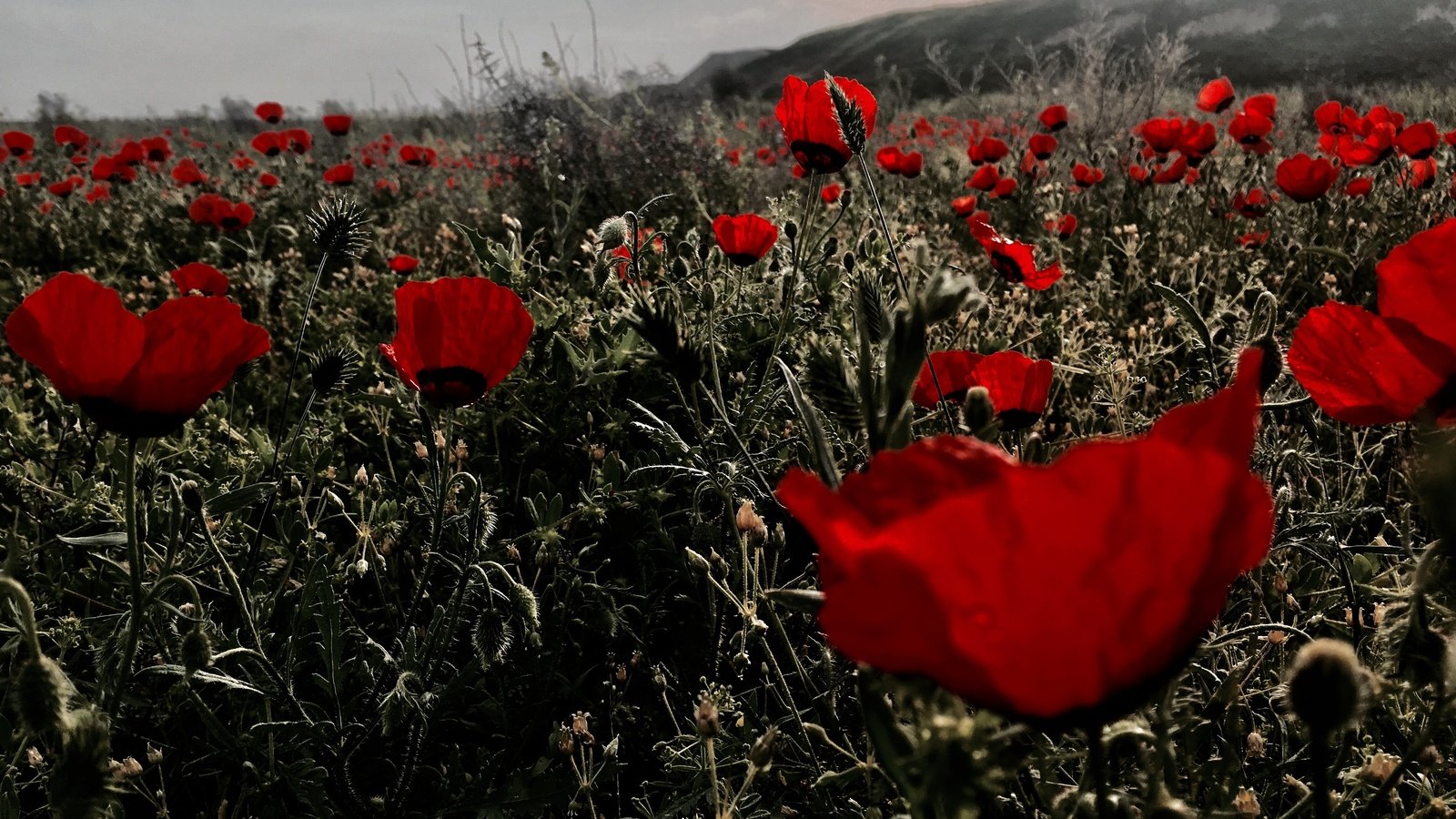 Обои цветы, поле, красные, маки, flowers, field, red, maki разрешение 4032x2270 Загрузить