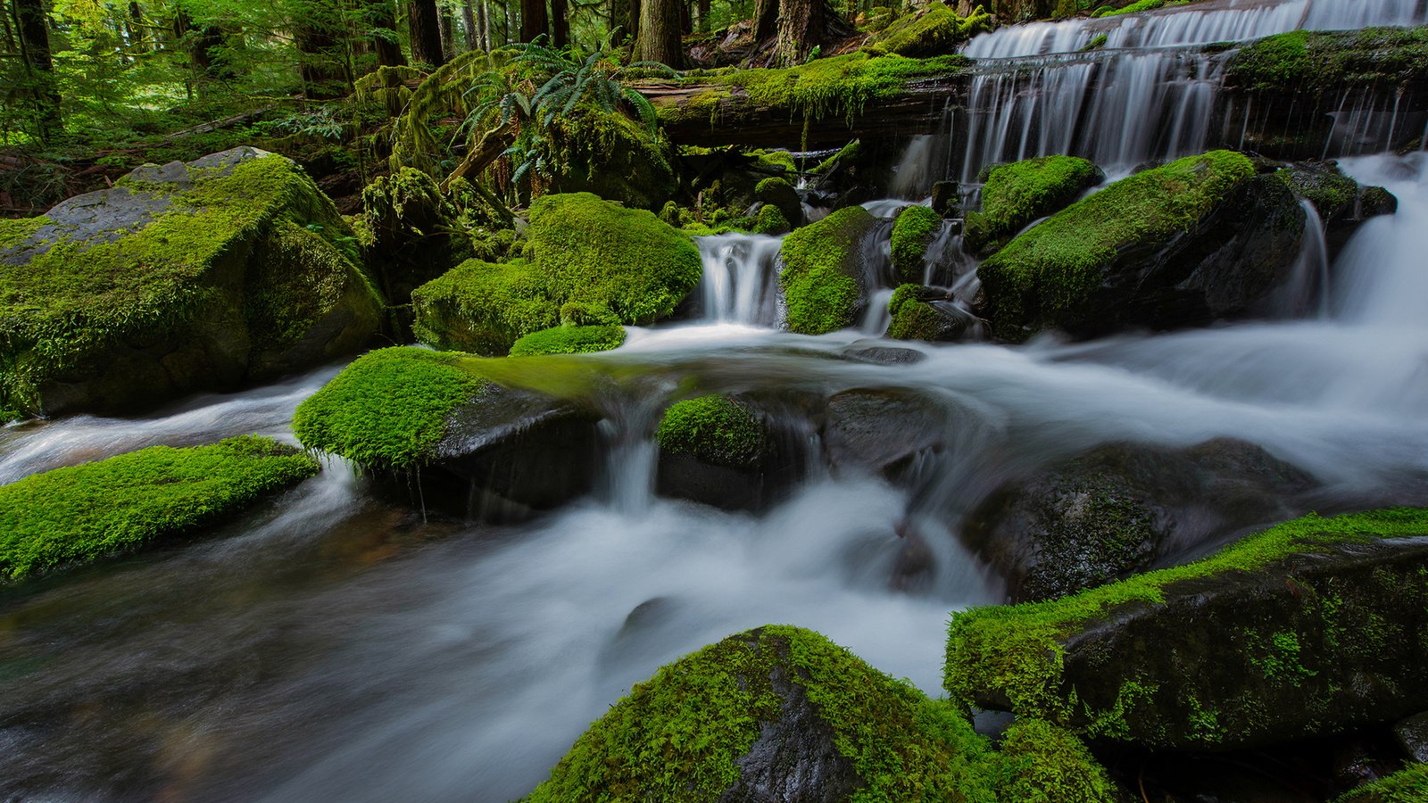 Обои река, природа, камни, лес, водопад, мох, river, nature, stones, forest, waterfall, moss разрешение 1920x1200 Загрузить