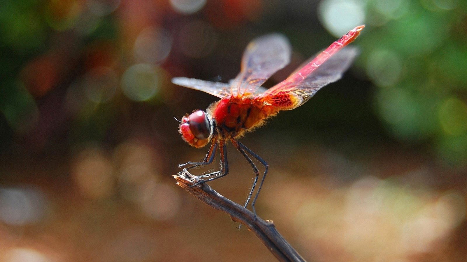 Обои насекомое, крылья, стрекоза, стебель, боке, insect, wings, dragonfly, stem, bokeh разрешение 1920x1200 Загрузить