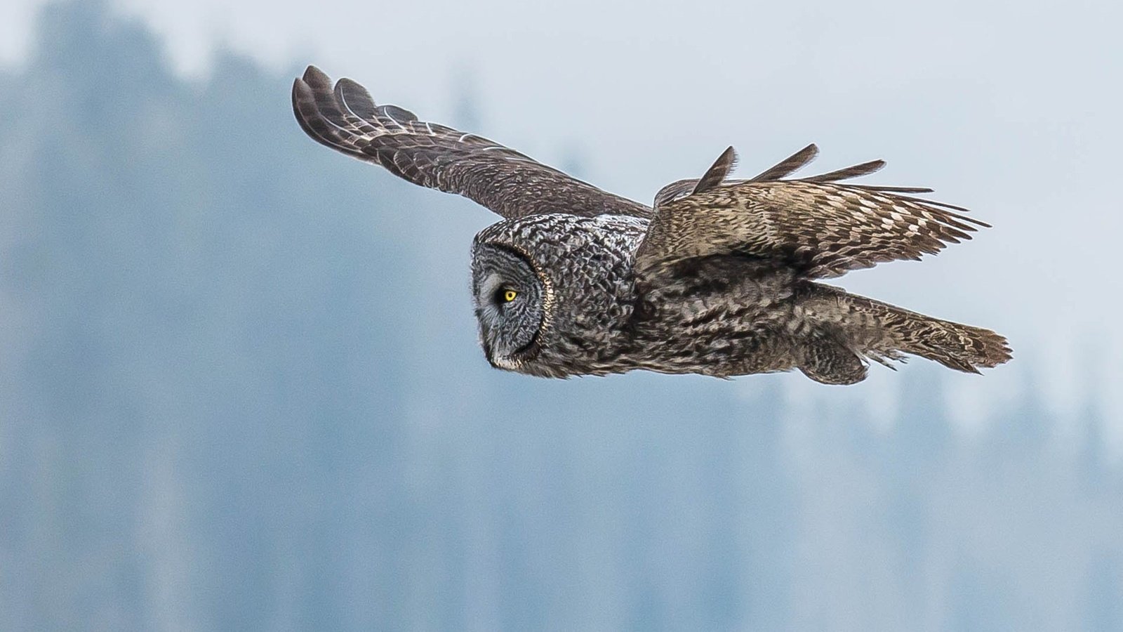 Обои глаза, сова, полет, крылья, птица, клюв, перья, неясыть, eyes, owl, flight, wings, bird, beak, feathers разрешение 1920x1200 Загрузить