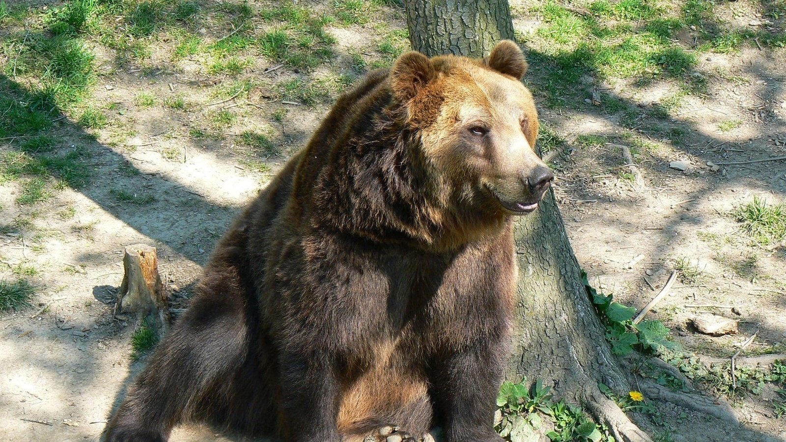 Обои морда, дерево, лапы, медведь, бурый медведь, сидя, face, tree, paws, bear, brown bear, sitting разрешение 1920x1200 Загрузить