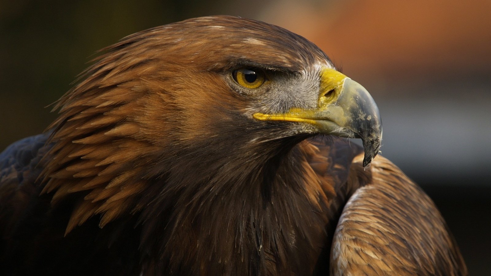 Обои орел, птица, клюв, перья, крупным планом, хищная птица, eagle, bird, beak, feathers, closeup, bird of prey разрешение 1920x1439 Загрузить