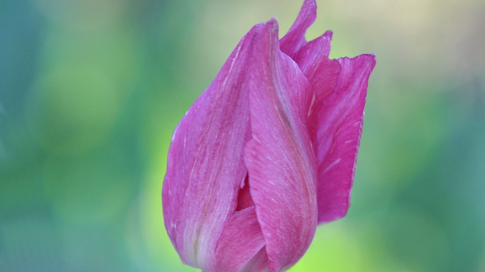Обои цветок, лепестки, размытость, бутон, весна, тюльпан, flower, petals, blur, bud, spring, tulip разрешение 2848x1864 Загрузить