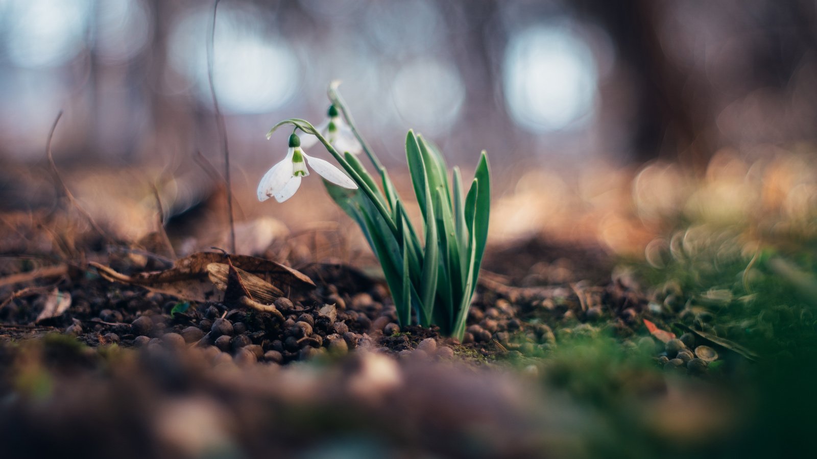 Обои цветы, весна, подснежники, flowers, spring, snowdrops разрешение 3840x2400 Загрузить