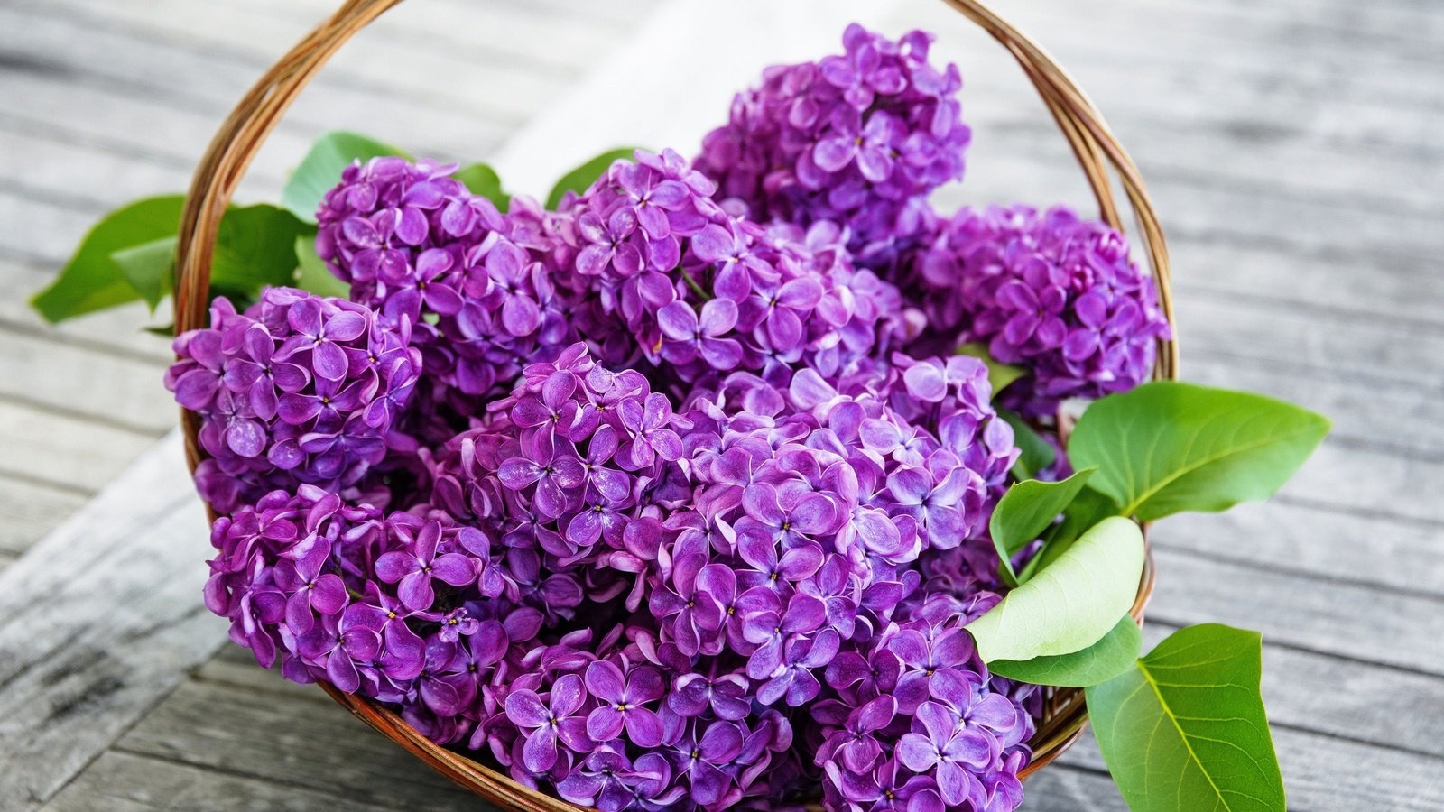 Обои цветы, весна, сирень, корзинка, flowers, spring, lilac, basket разрешение 2560x1600 Загрузить