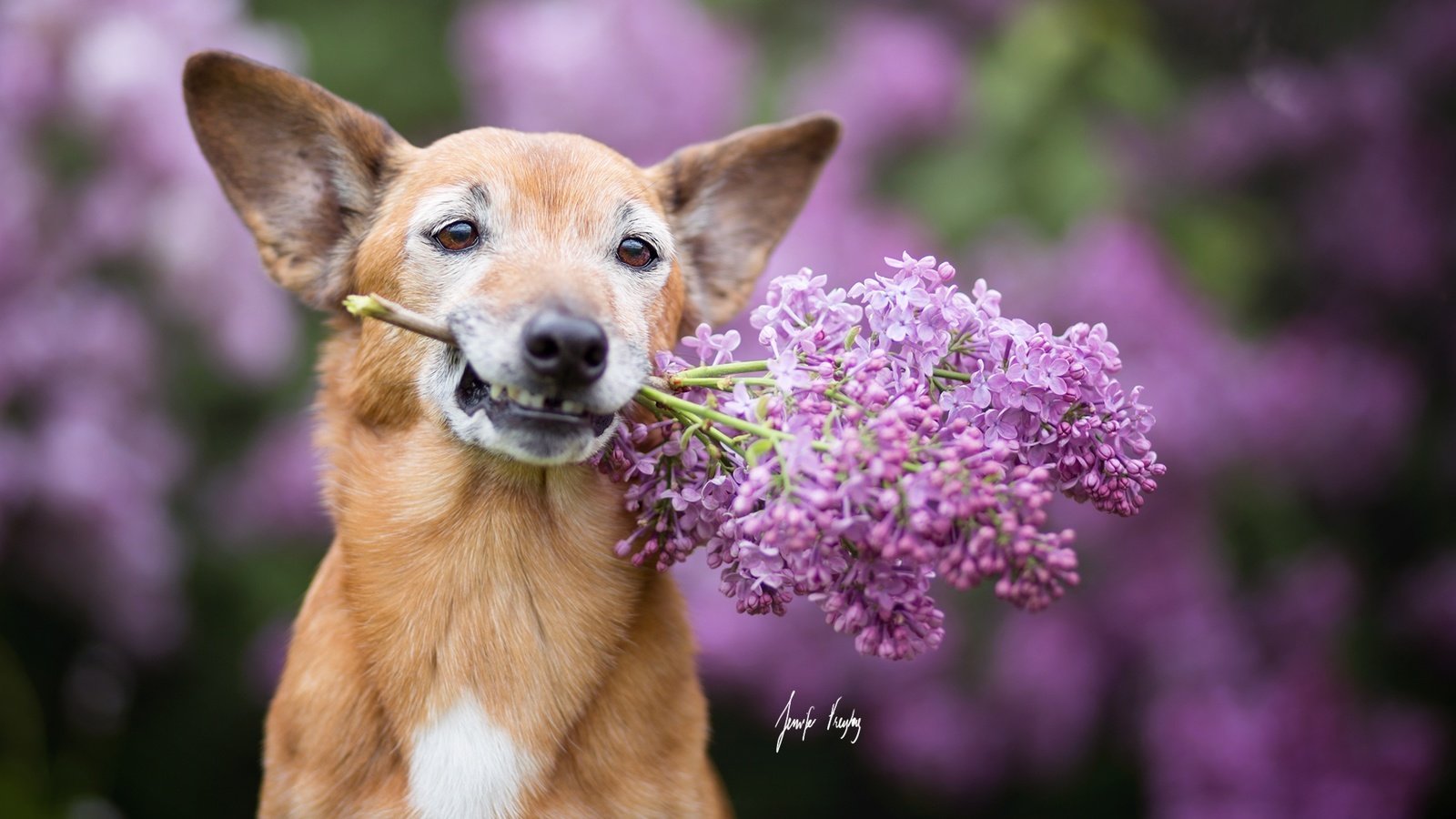 Обои цветы, мордочка, взгляд, собака, ушки, сирень, flowers, muzzle, look, dog, ears, lilac разрешение 2048x1365 Загрузить