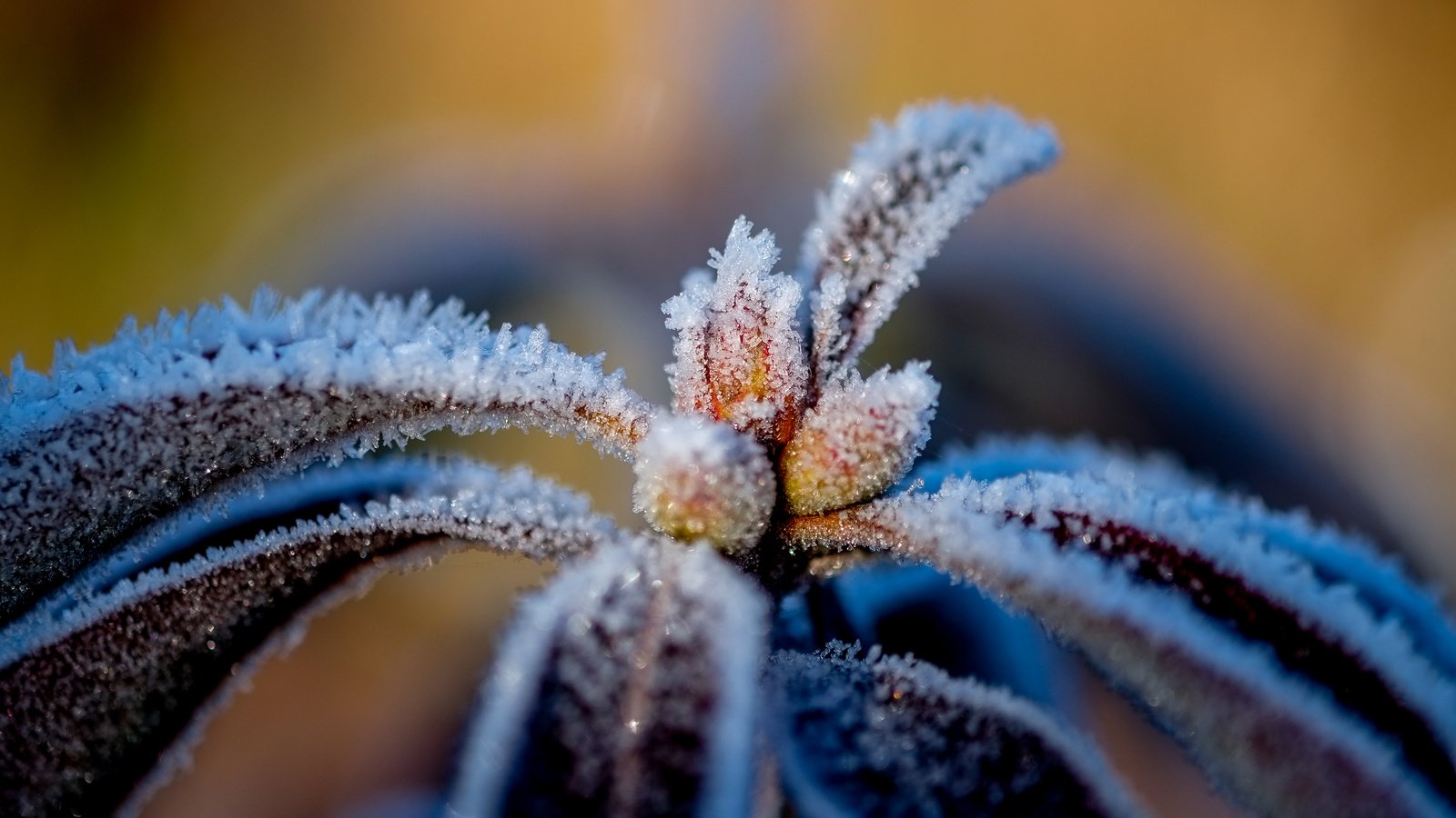 Обои природа, листья, макро, иней, растение, nature, leaves, macro, frost, plant разрешение 4896x3264 Загрузить