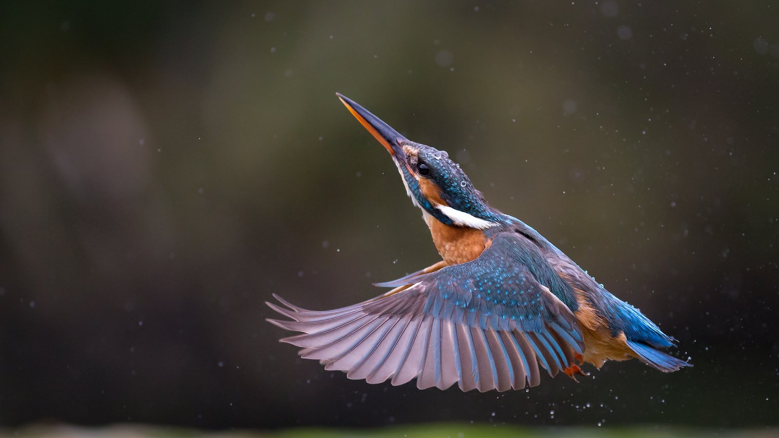 Обои полет, крылья, птица, клюв, перья, зимородок, flight, wings, bird, beak, feathers, kingfisher разрешение 2048x1366 Загрузить