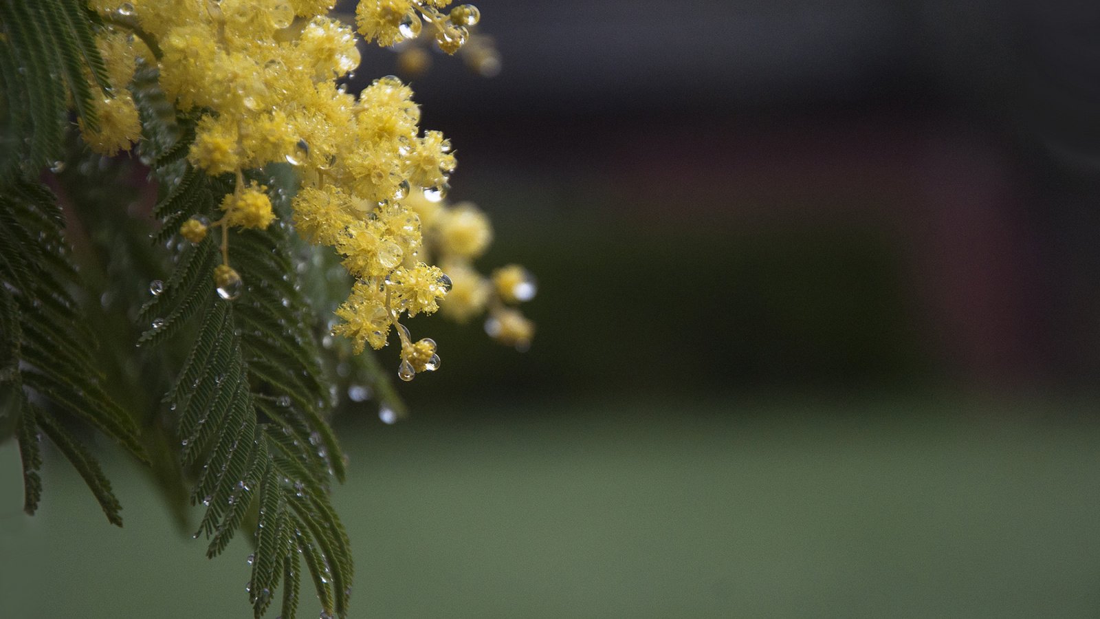 Обои цветы, ветка, листья, капли, весна, мимоза, акация серебристая, flowers, branch, leaves, drops, spring, mimosa, acacia silver разрешение 1920x1200 Загрузить